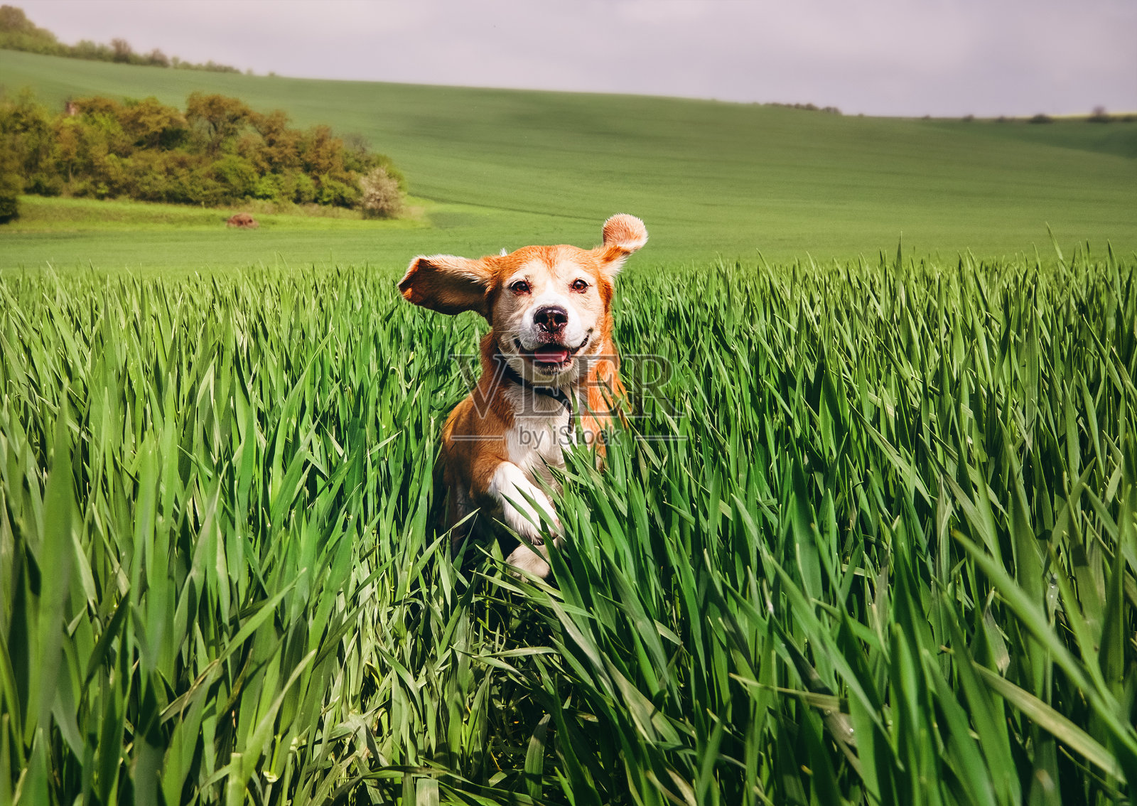 比格犬在高高的湿草地上奔跑照片摄影图片