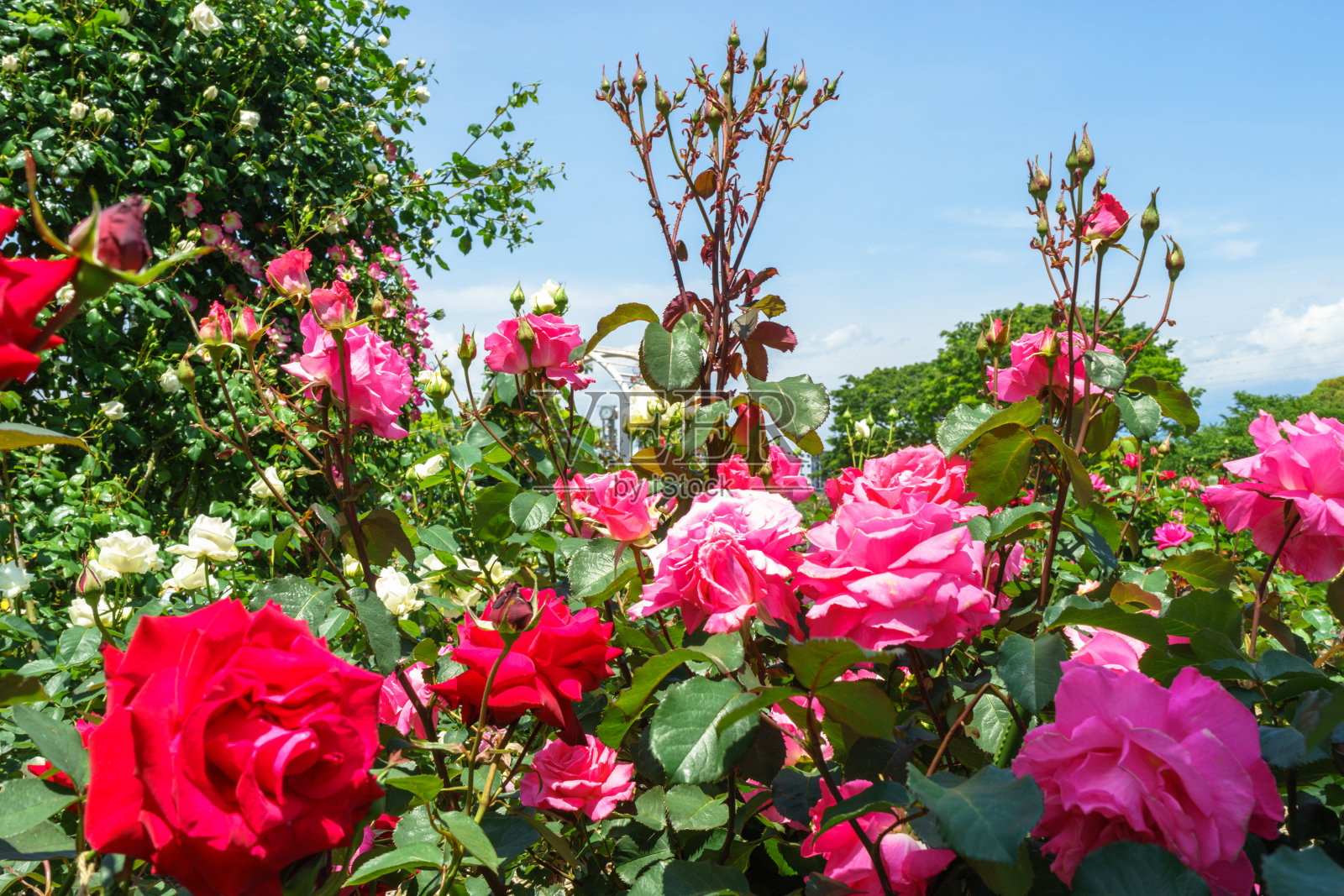 富士市中央公园玫瑰花园照片摄影图片
