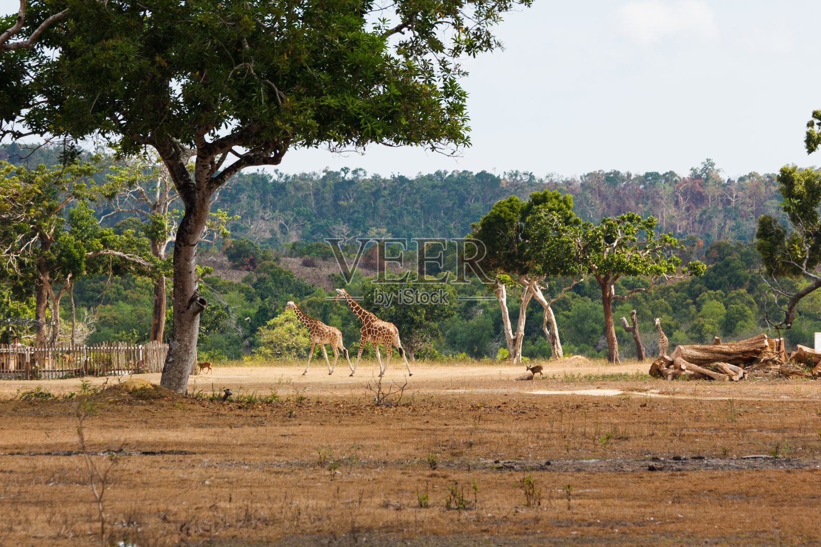 菲律宾Calauit岛while公园，长颈鹿照片摄影图片