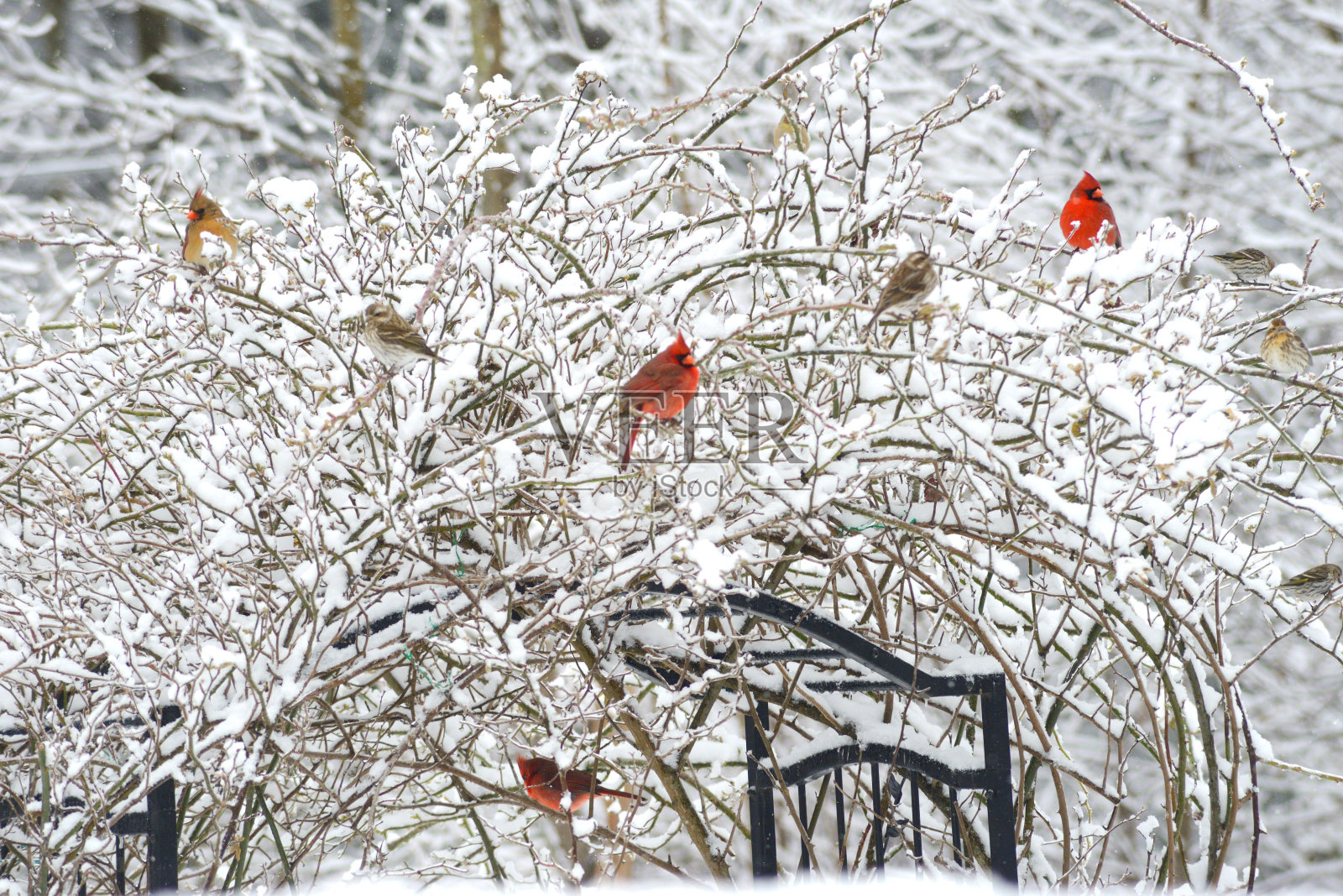 红雀和鸣鸟栖息在白雪覆盖的玫瑰丛上。照片摄影图片