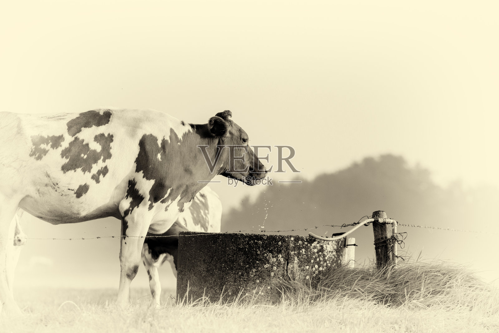 古色古香的牛在黎明时分从水坑里喝水的照片。照片摄影图片