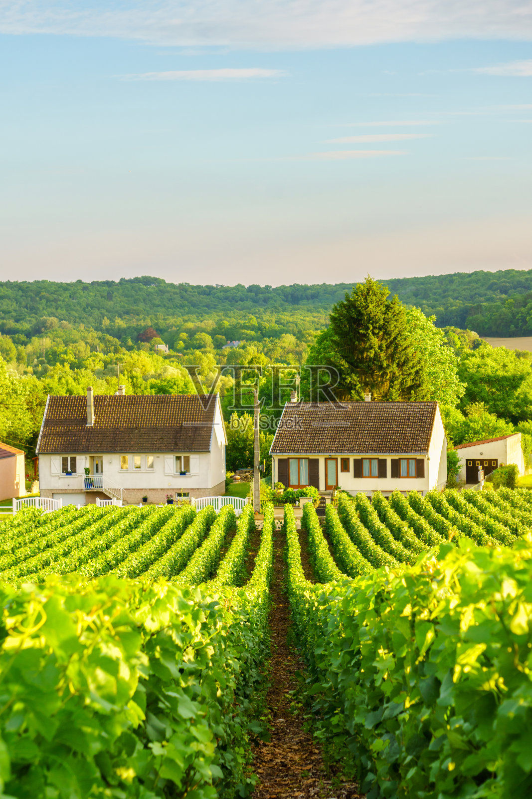 葡萄绿葡萄在香槟葡萄园在蒙太奇德兰斯在乡村背景，法国照片摄影图片