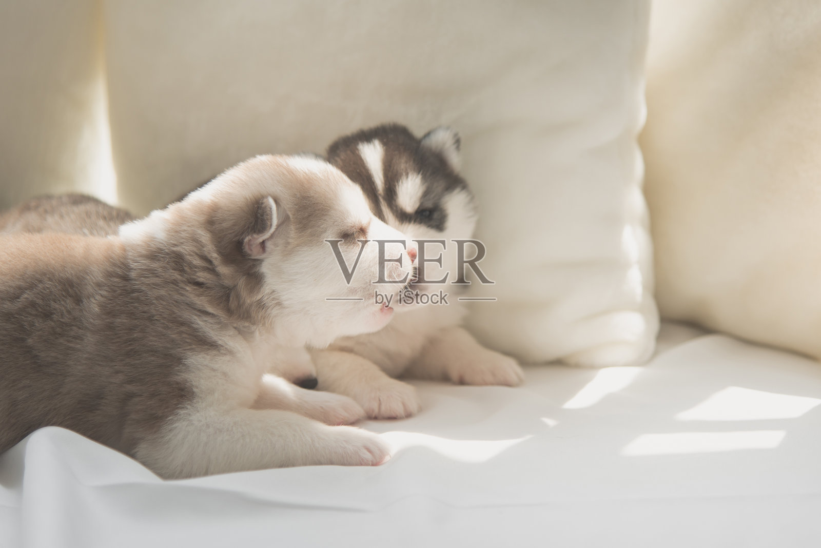 可爱的西伯利亚哈士奇小狗躺在白色的床上照片摄影图片
