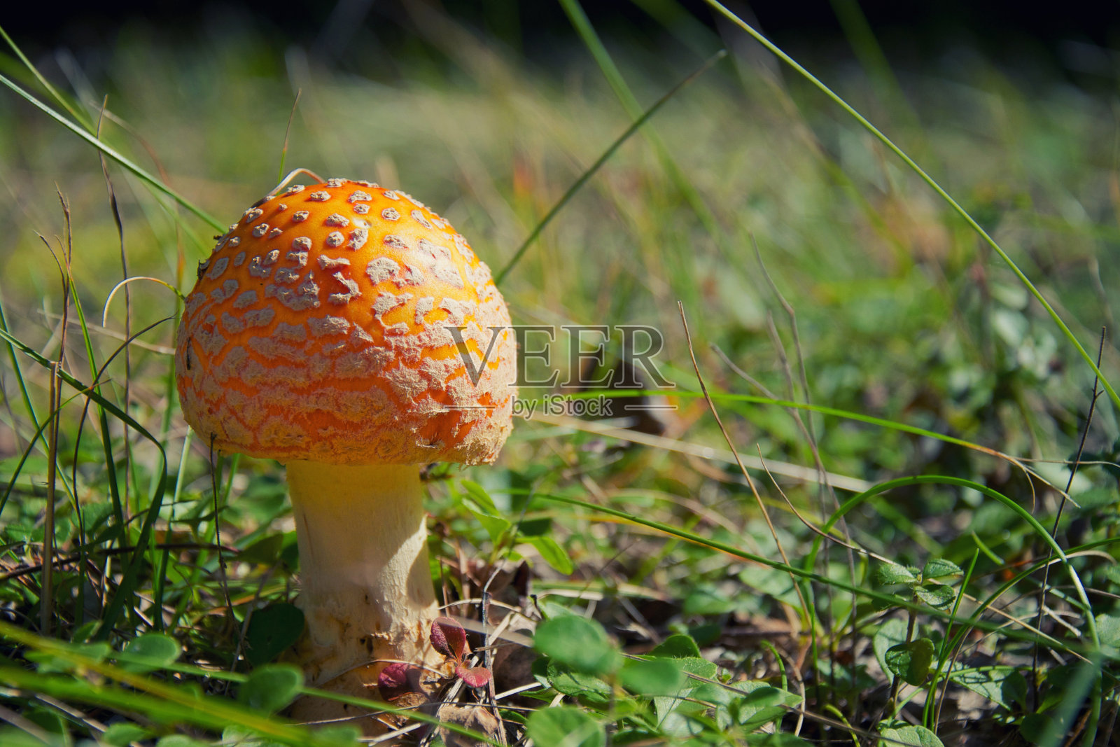 白毒伞蘑菇特写照片摄影图片