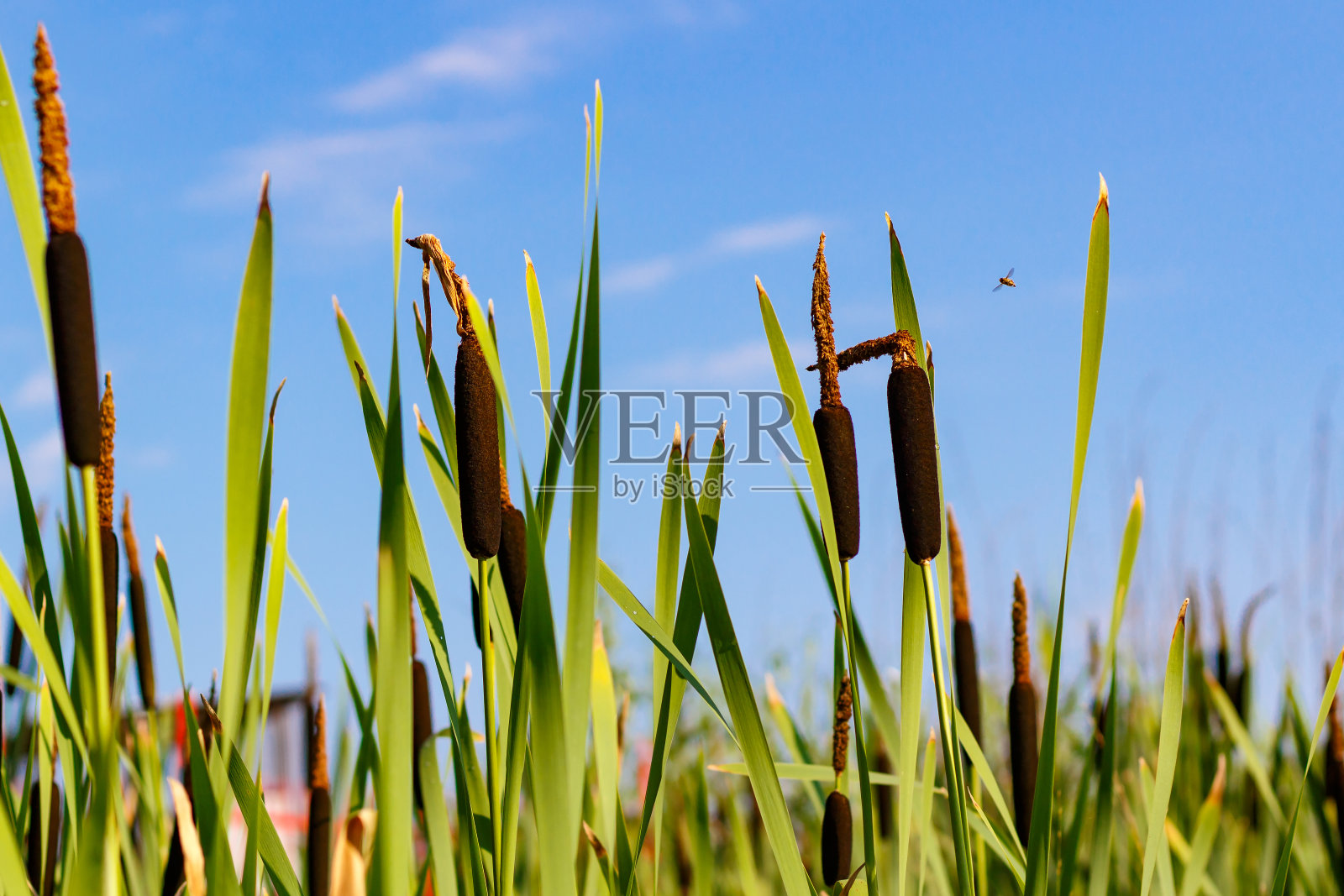 湖岸边的芦苇植物，以蓝天为背景。香蒲特写镜头照片摄影图片