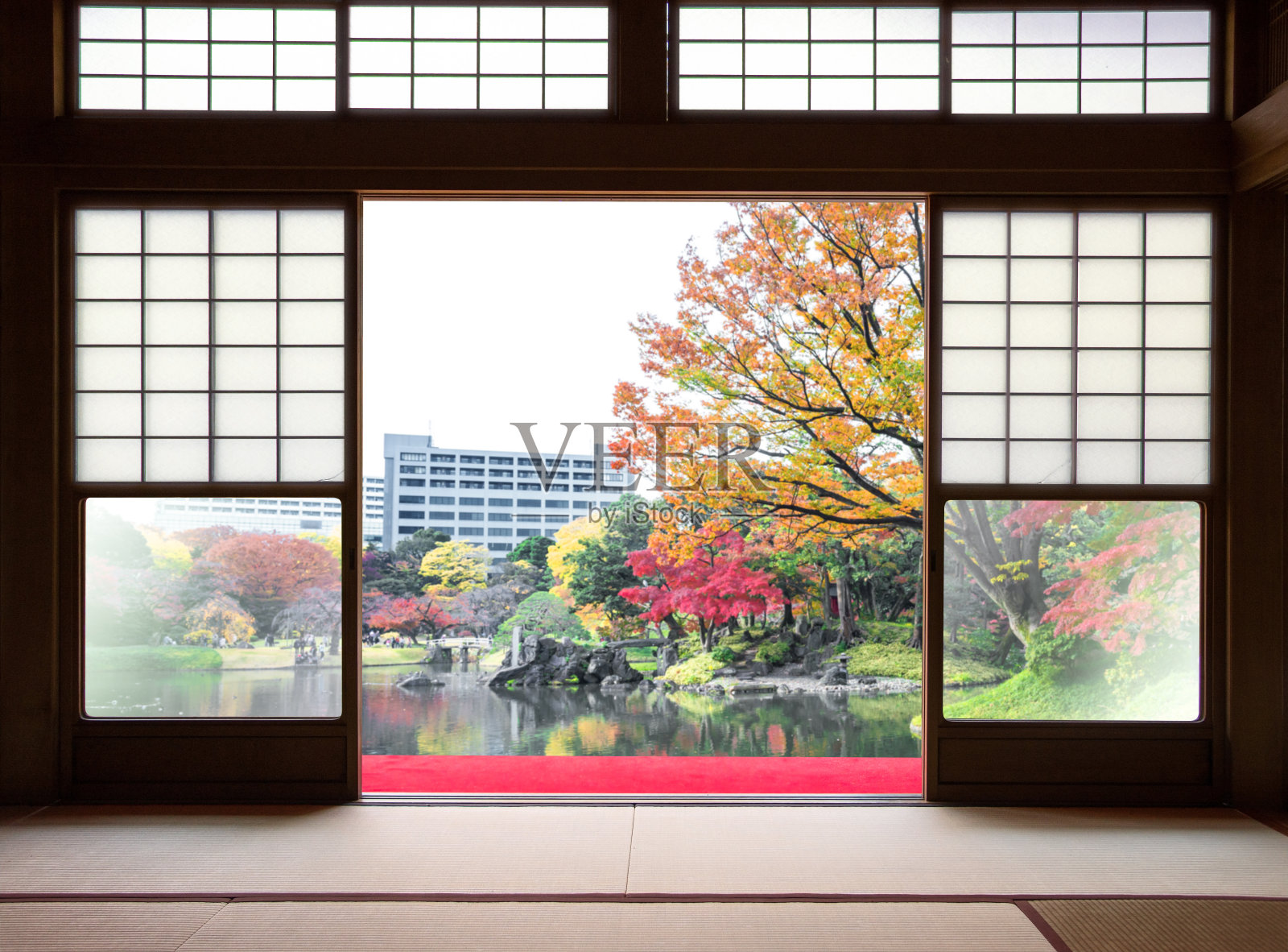 传统的日本室内住宅和纸推拉门和榻榻米垫打开，在花园和城市景观的背景下，可以看到美丽的日本秋天的颜色枫叶。日本东京照片摄影图片