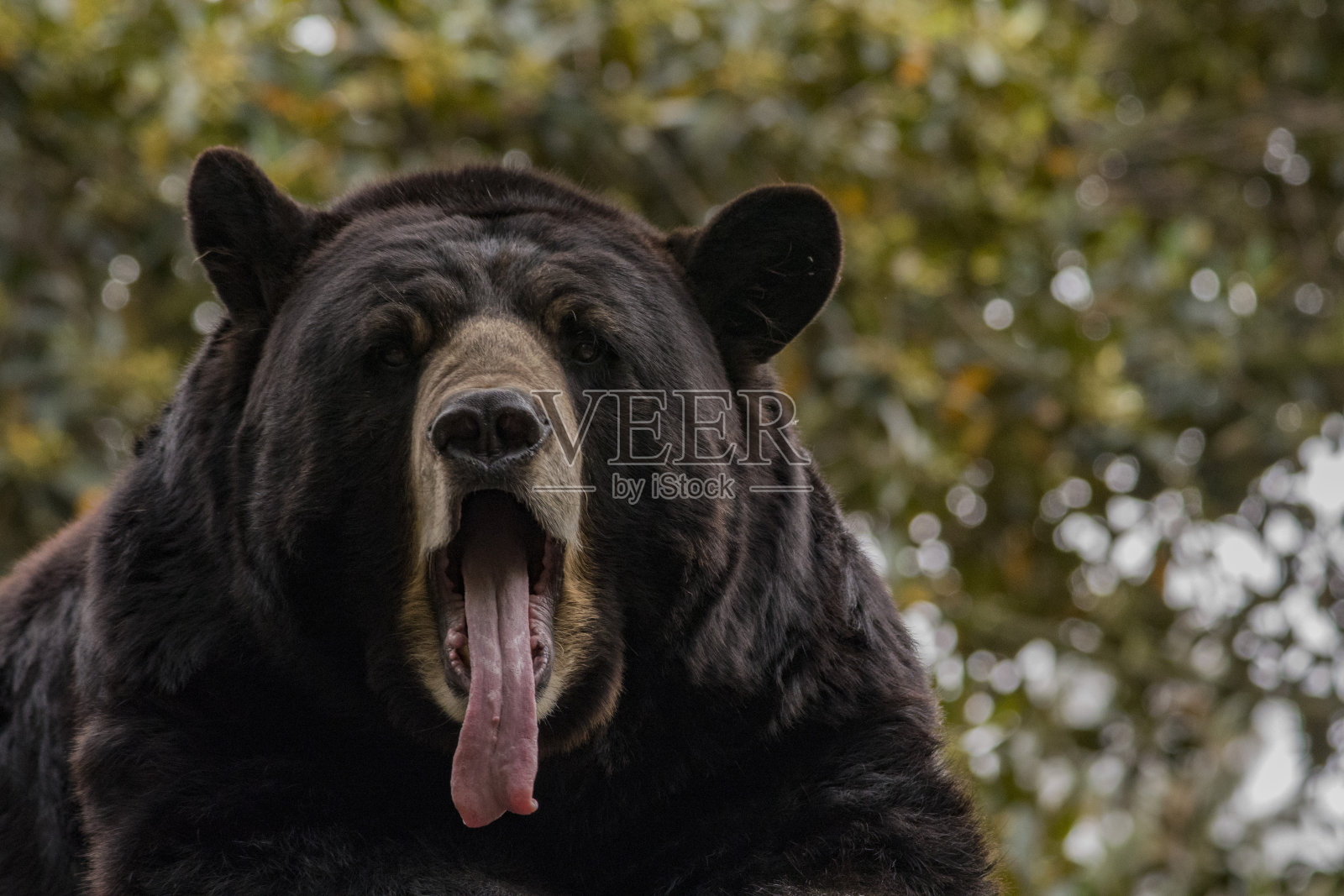 美国黑熊打哈欠，加州照片摄影图片
