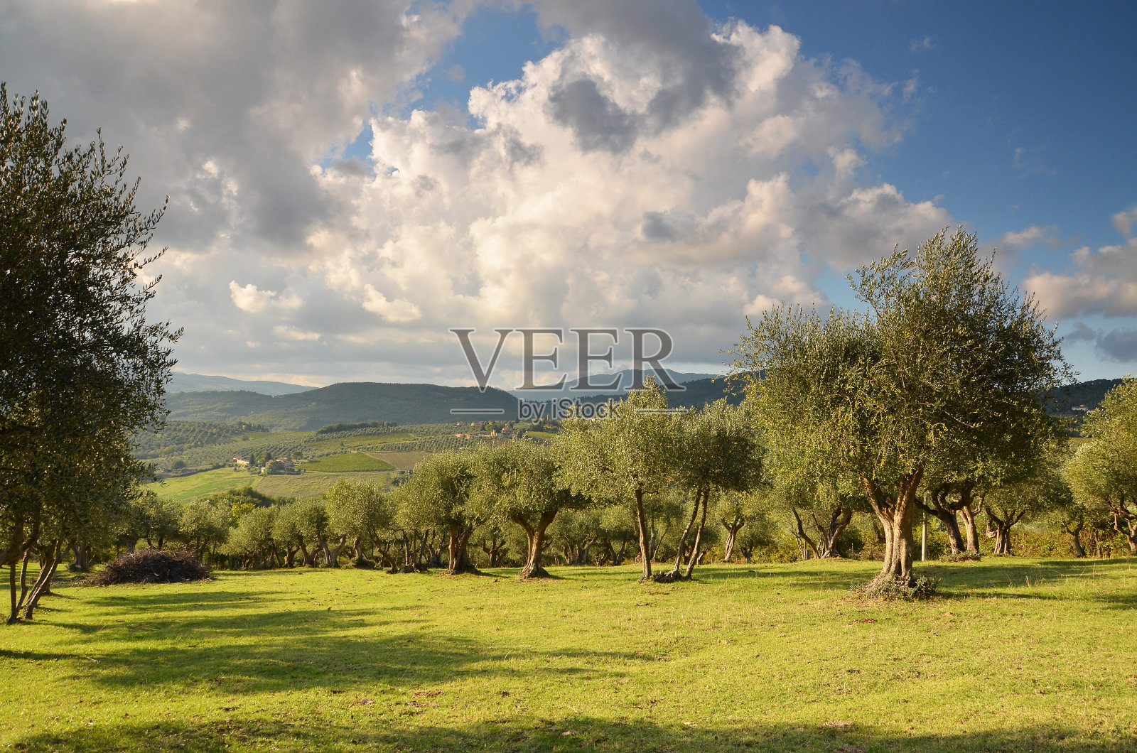 意大利托斯卡纳尼波扎诺附近美丽的橄榄树。照片摄影图片