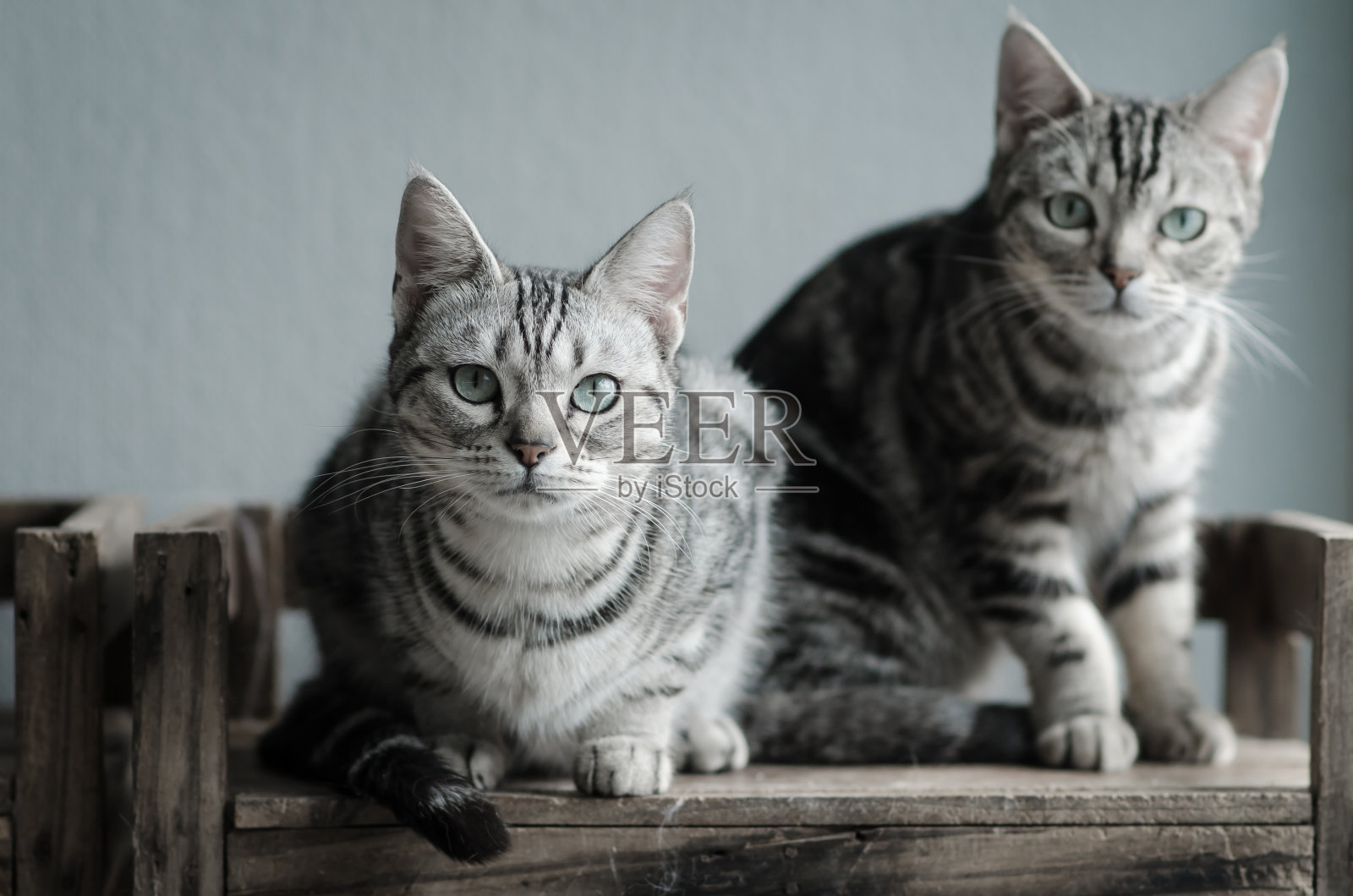 两只猫坐在旧木架上照片摄影图片
