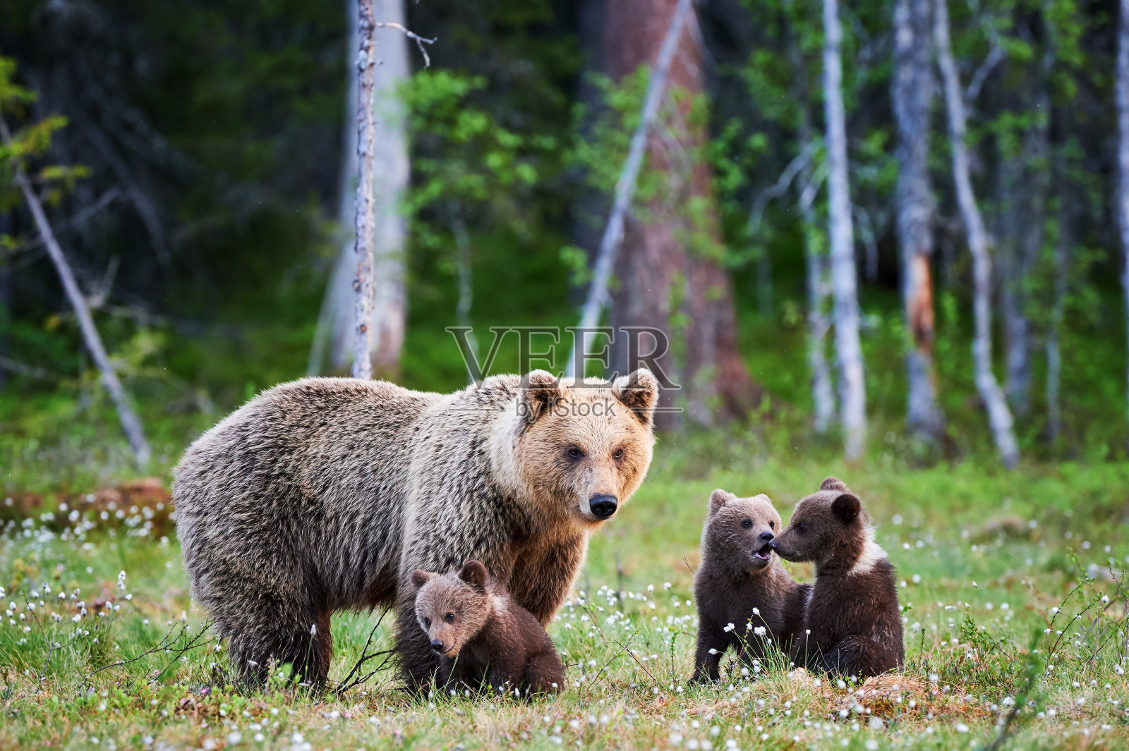 母棕熊和她的幼崽照片摄影图片