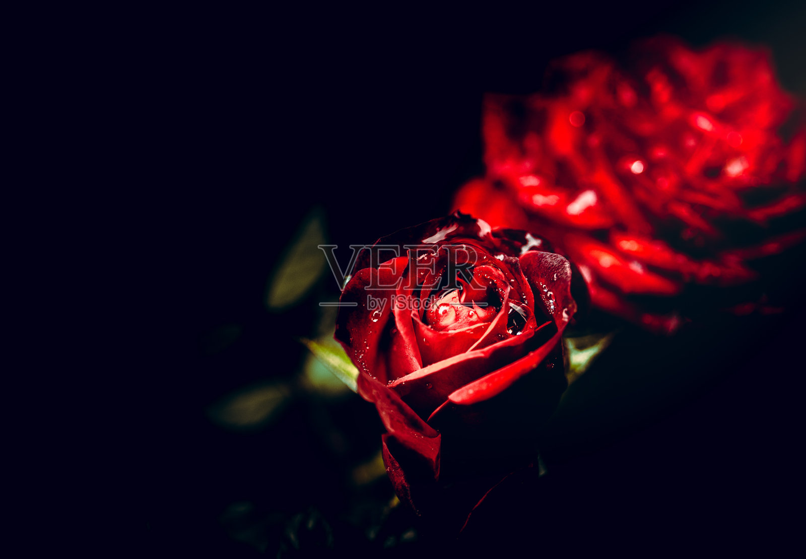 黑色背景的孤立玫瑰照片摄影图片