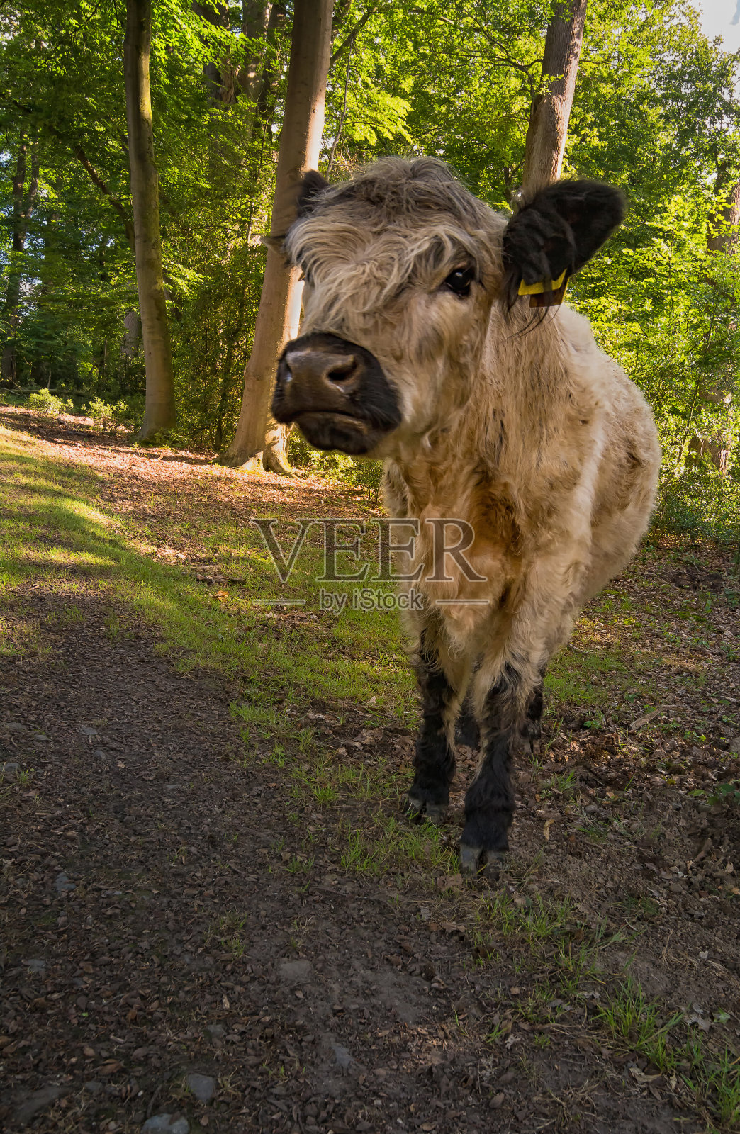 盖洛维路，森林里的牛肉照片摄影图片