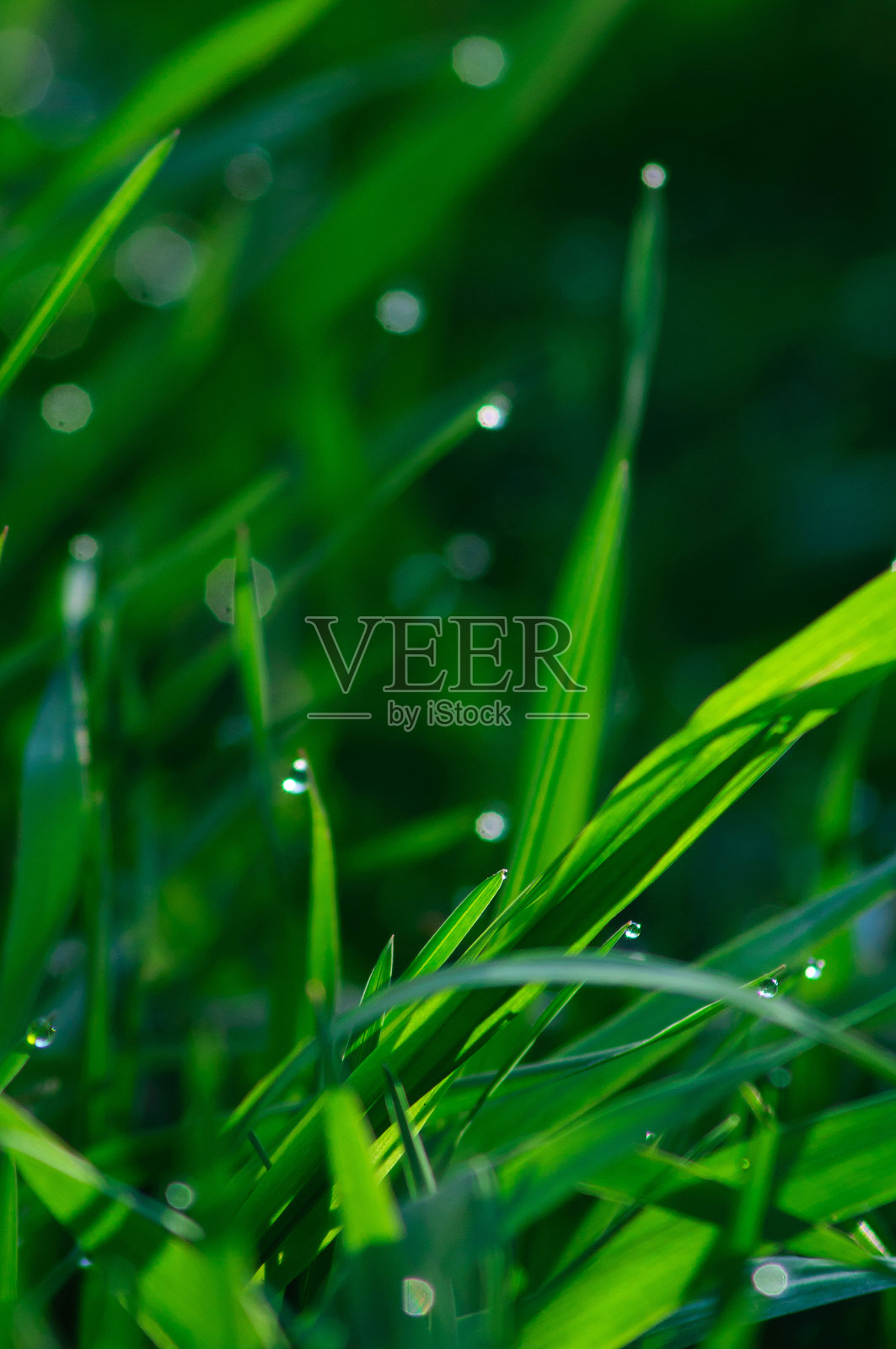 鲜绿的草。照片摄影图片