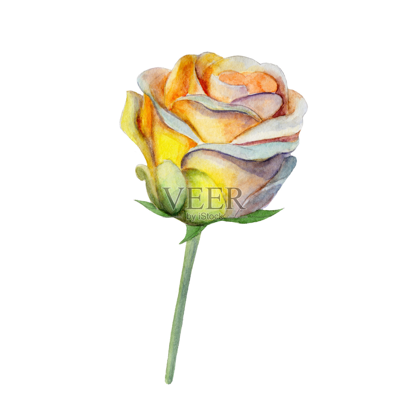 黄色玫瑰花孤立在白色背景，水彩插图在手绘风格。插画图片素材