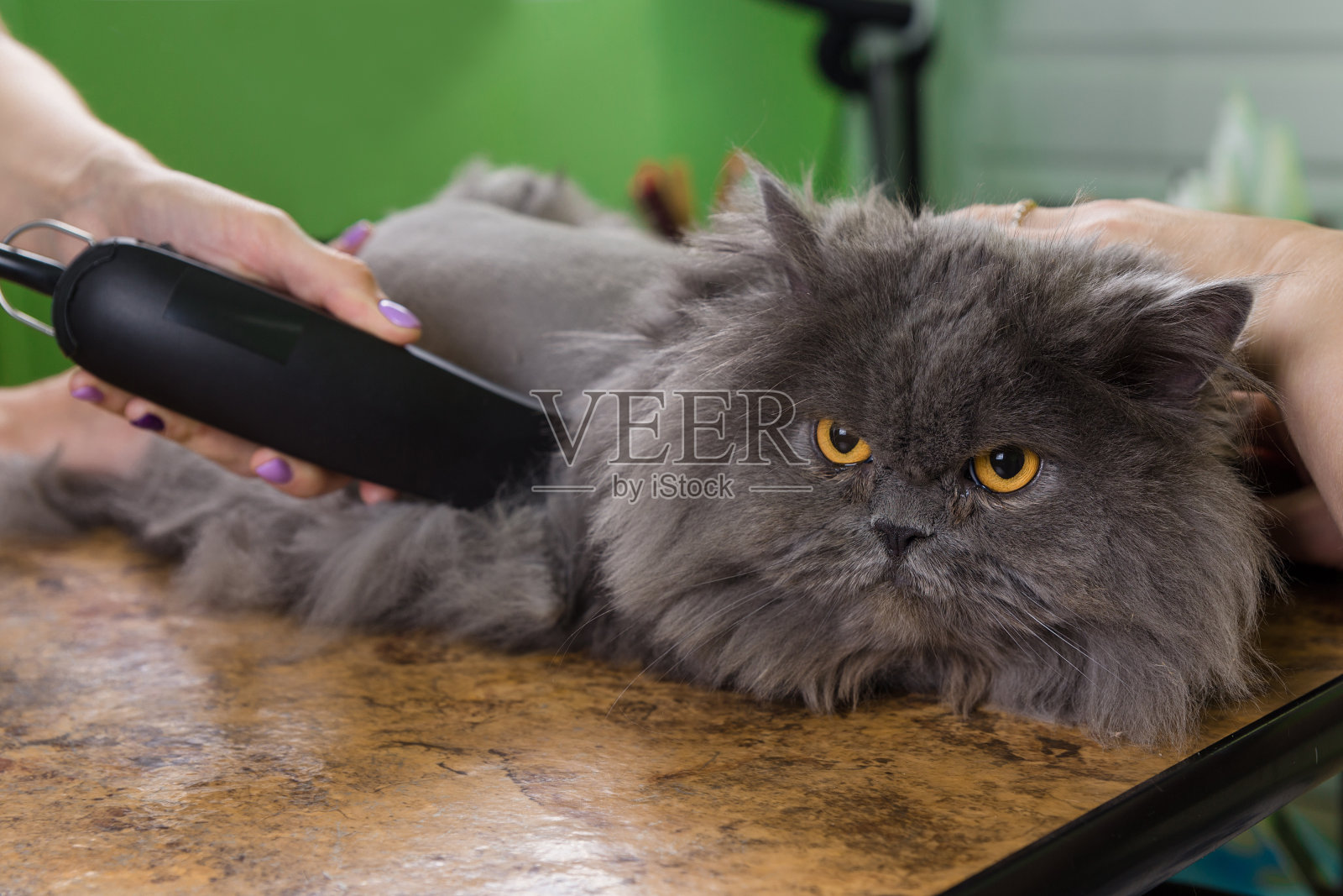 一只波斯猫在美容院剪毛照片摄影图片