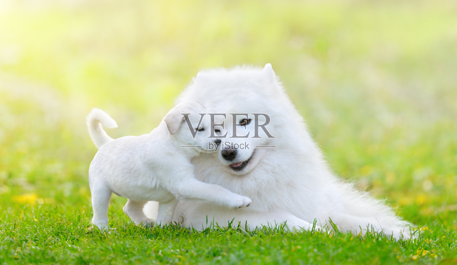 混合品种白色小狗和萨摩耶狗在绿色的背景照片摄影图片