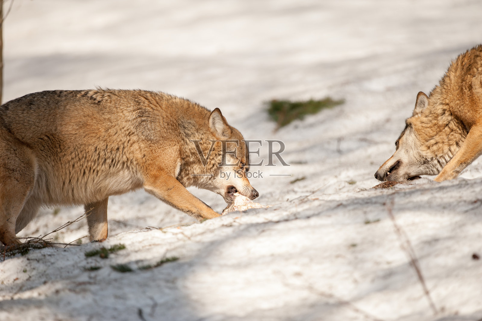 狼在雪地里吃东西照片摄影图片