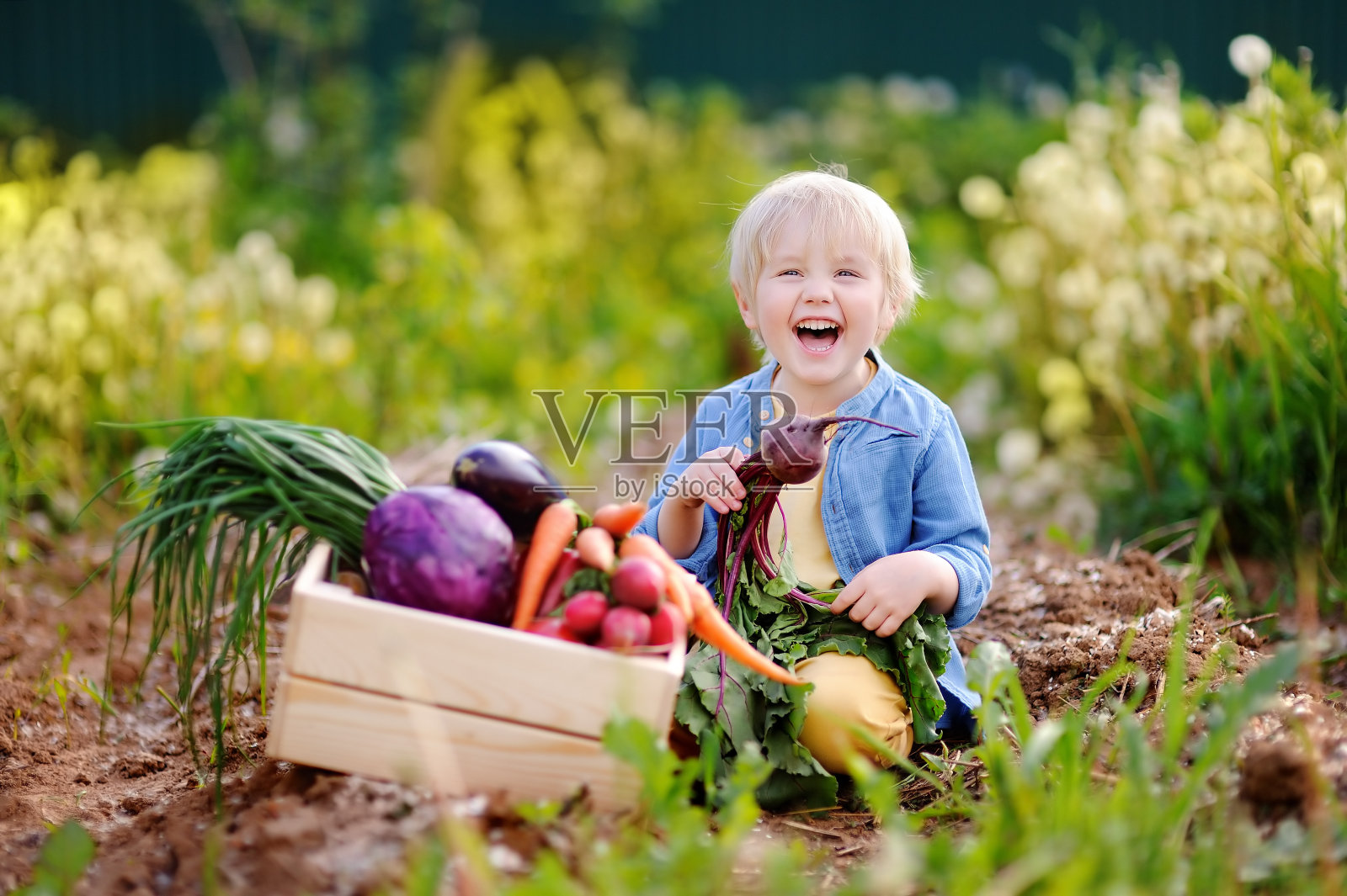 可爱的小男孩抱着新鲜的有机甜菜在自家花园里照片摄影图片