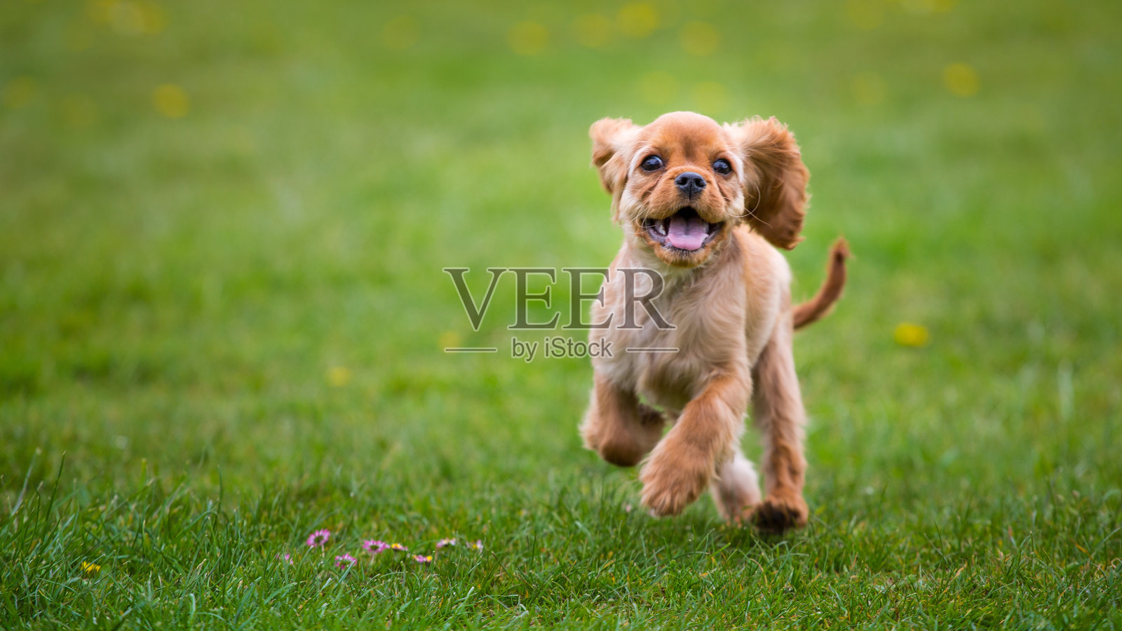 小骑士查尔斯国王猎犬在外面奔跑照片摄影图片