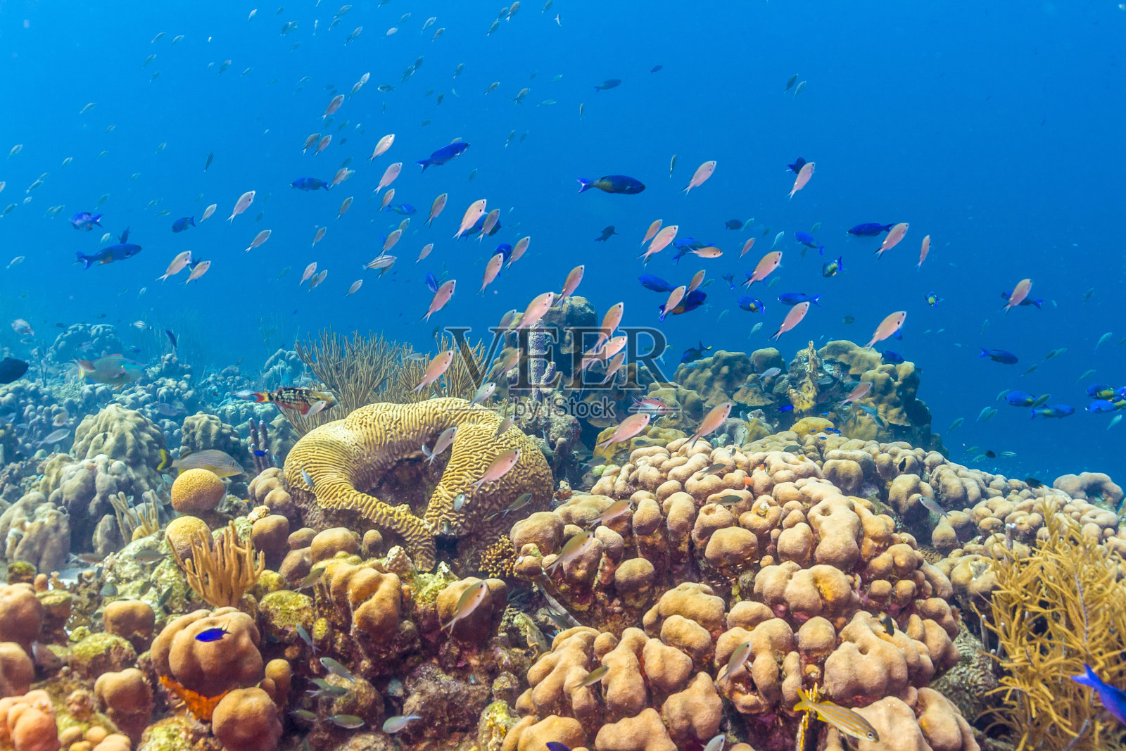 加勒比海的珊瑚礁照片摄影图片