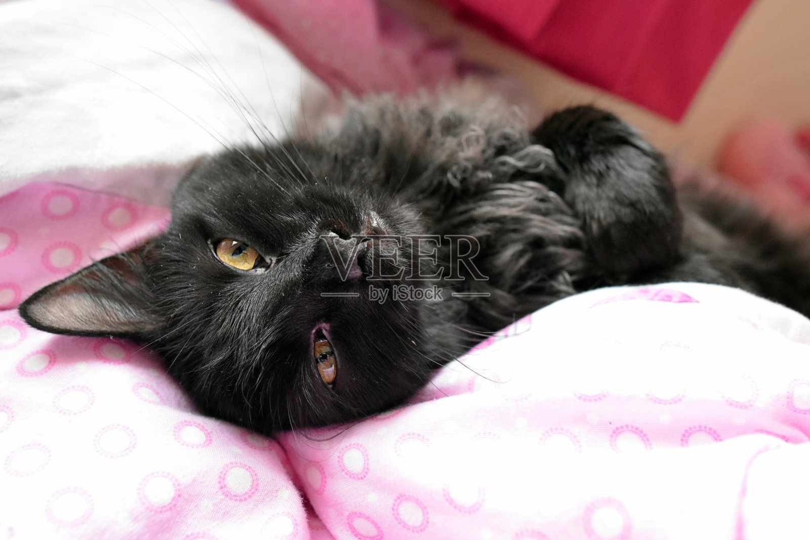 长毛黑猫躺在孩子的床上照片摄影图片