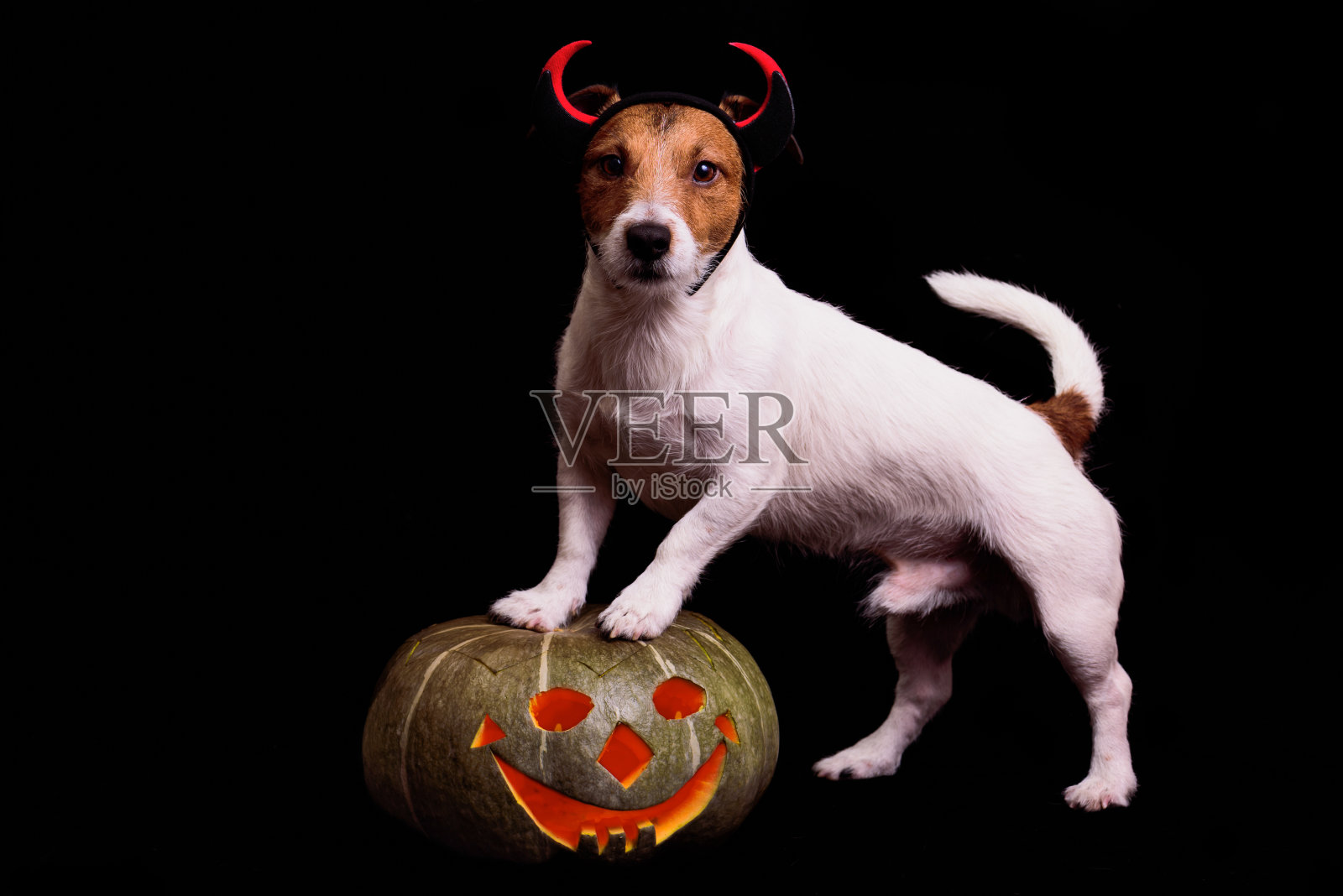 可爱的狗在魔鬼的服装站在万圣节的南瓜照片摄影图片
