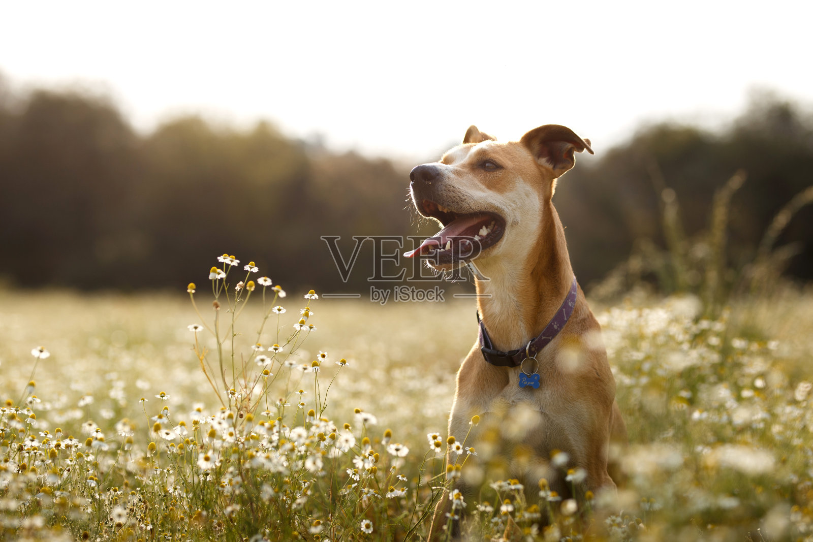 田野里快乐的狗照片摄影图片