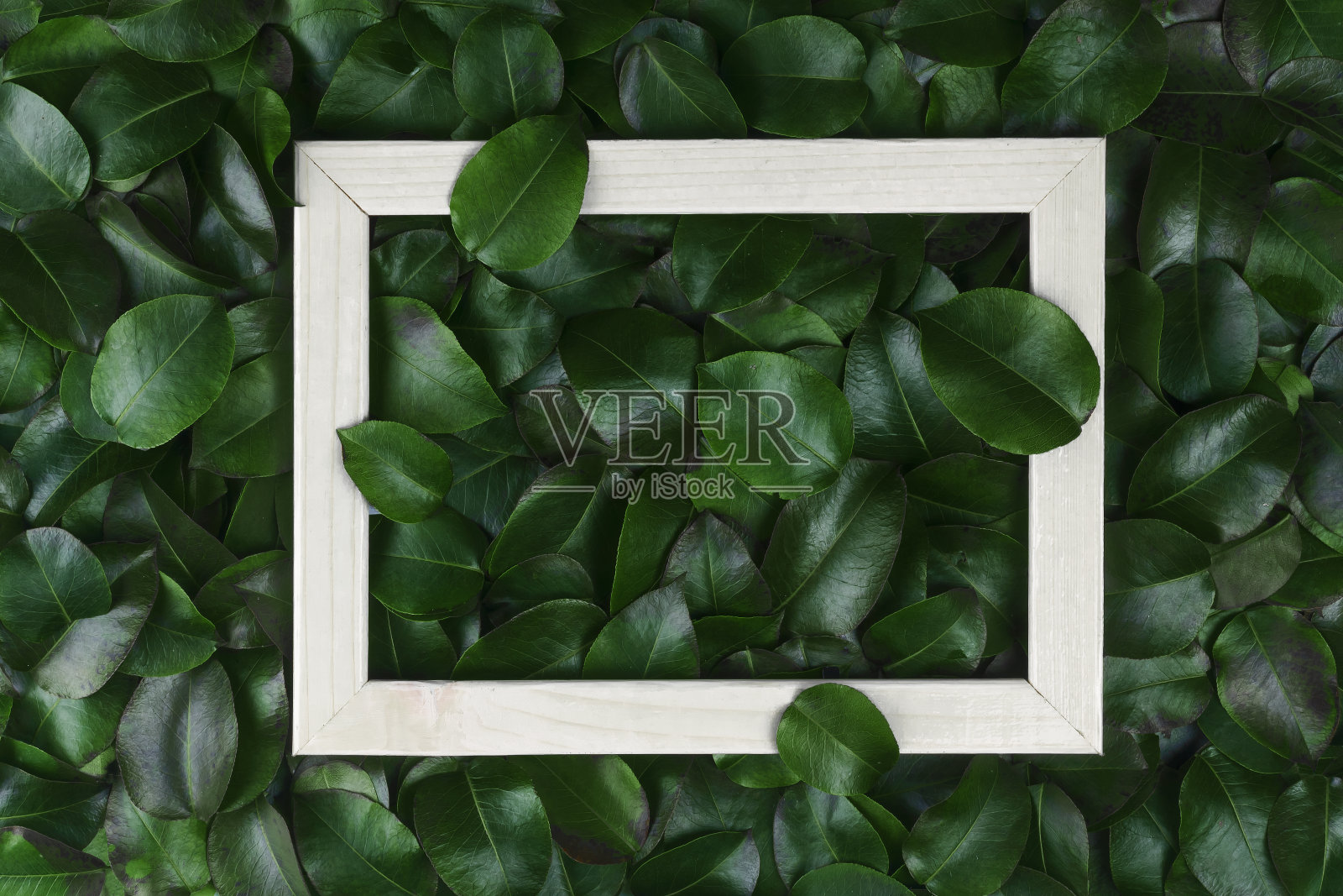 绿色的树叶。创造性的布局由树叶与纸卡片、便条或框架。一个平面。自然概念照片摄影图片