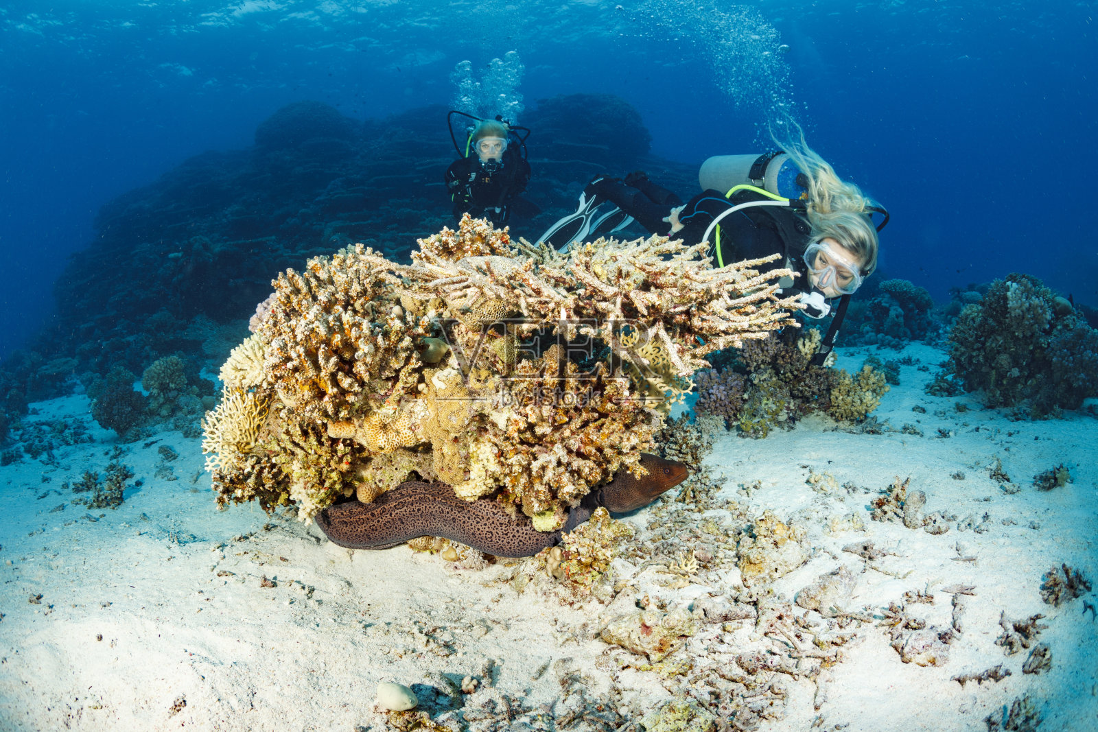 潜水员正在探索和享受珊瑚礁的海洋生活照片摄影图片
