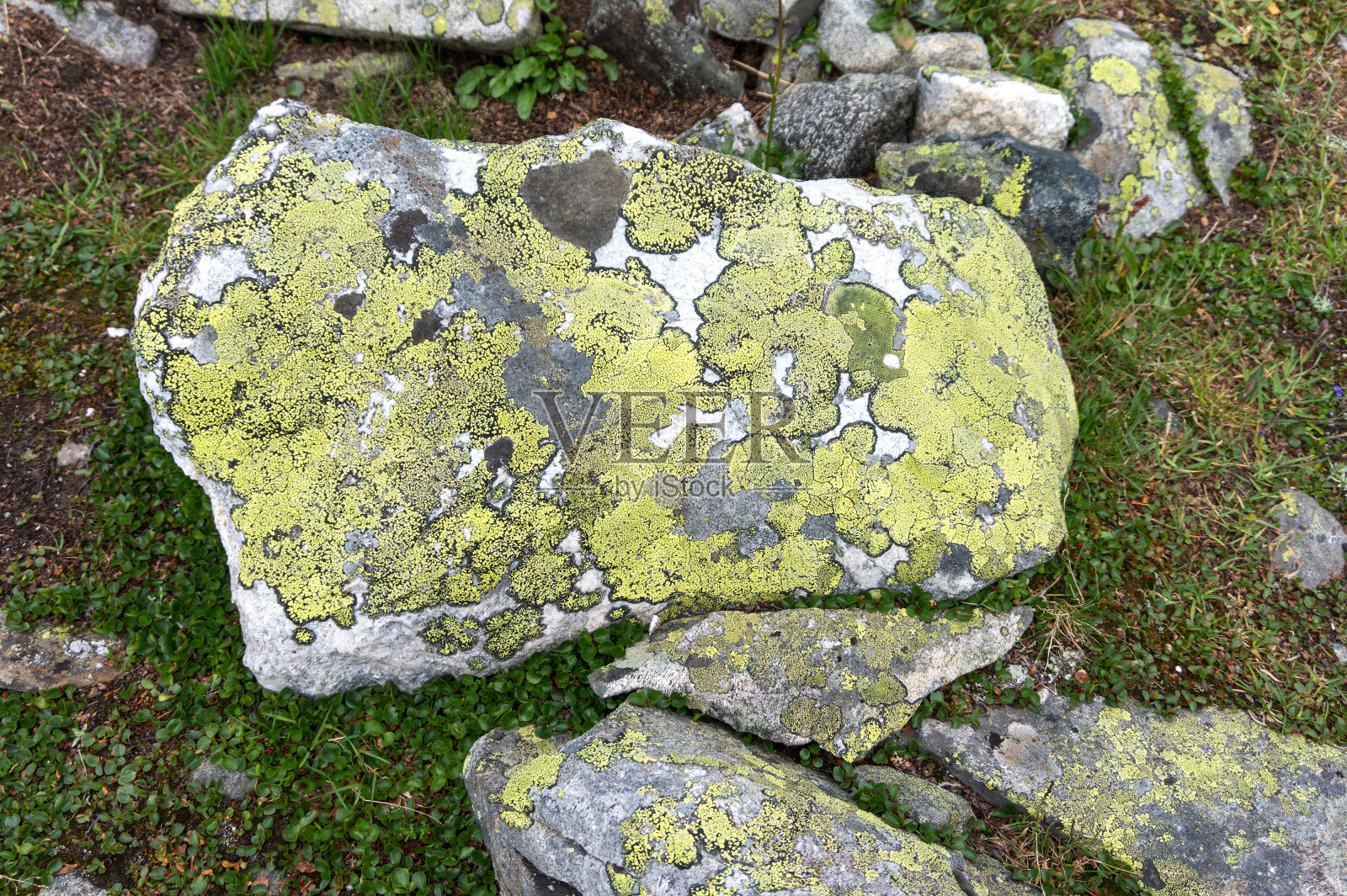 挪威约敦海门国家公园石头上的苔藓和地衣照片摄影图片