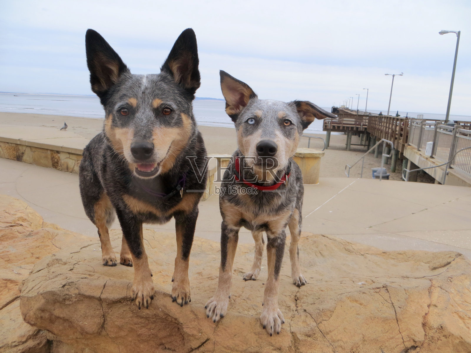 蓝色希勒和蓝色希勒小狗在海滩的岩石上照片摄影图片