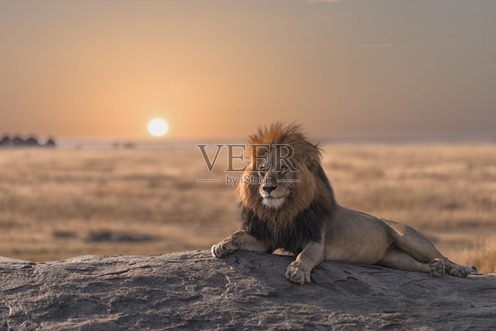一只雄狮正坐在岩石上，看着他的土地。照片摄影图片