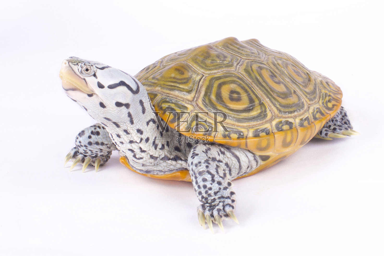 卡罗来纳菱形纹水龟，马氏水龟照片摄影图片