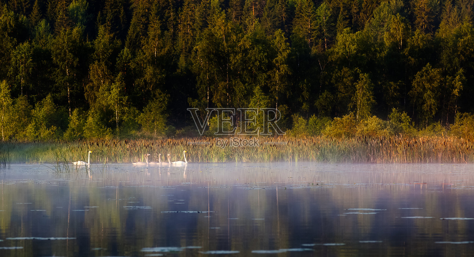 清晨雾中，天鹅漂浮在湖面上照片摄影图片