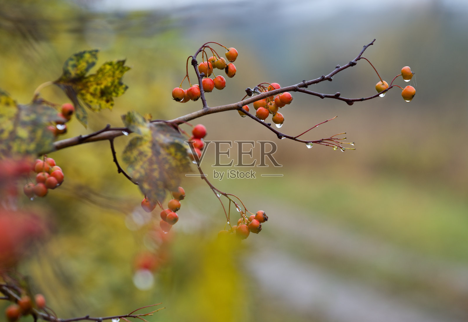 明亮的秋天背景与山楂枝在雨中。照片摄影图片