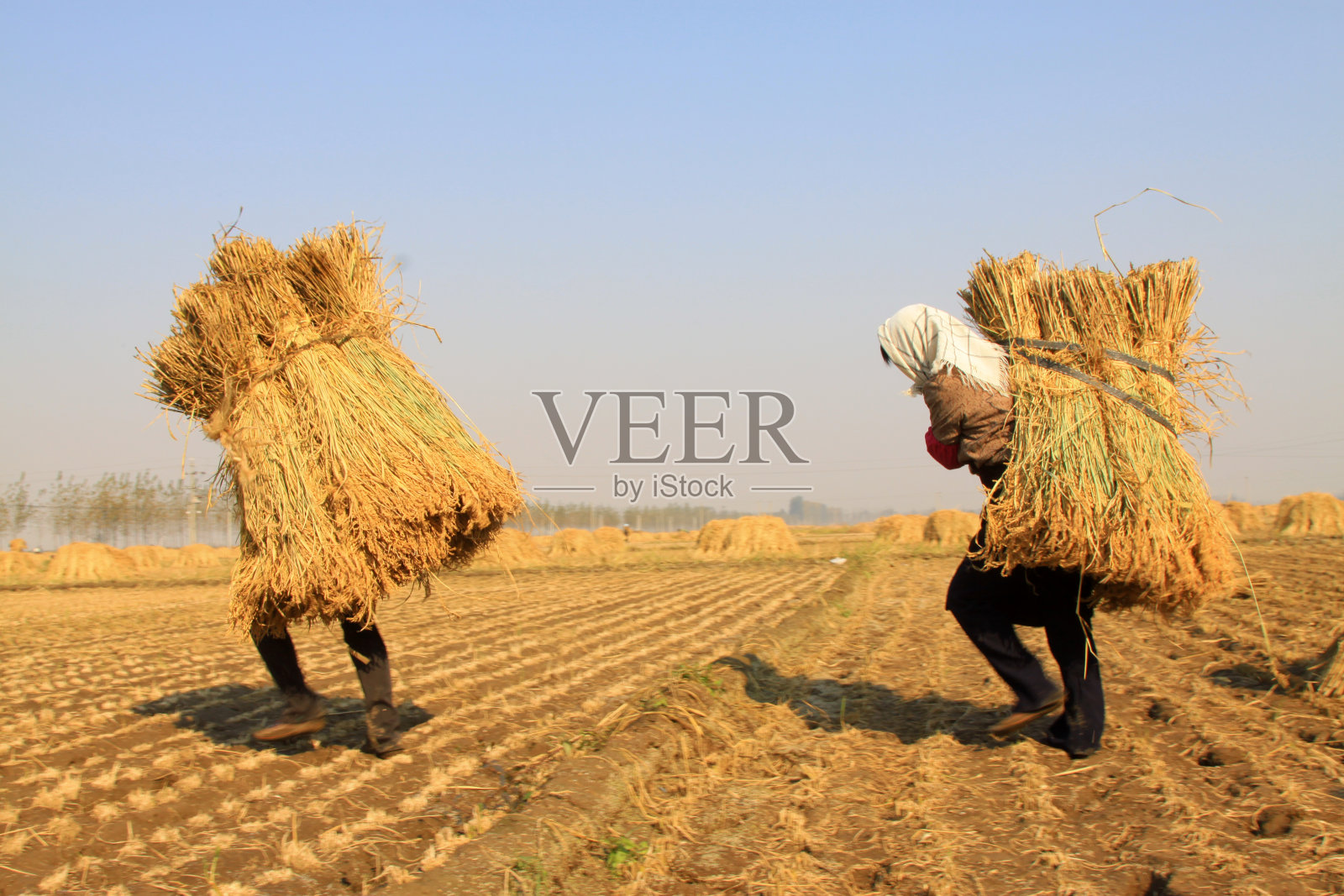 2012年10月18日，中国滦南县，农民在稻田里搬运稻草照片摄影图片