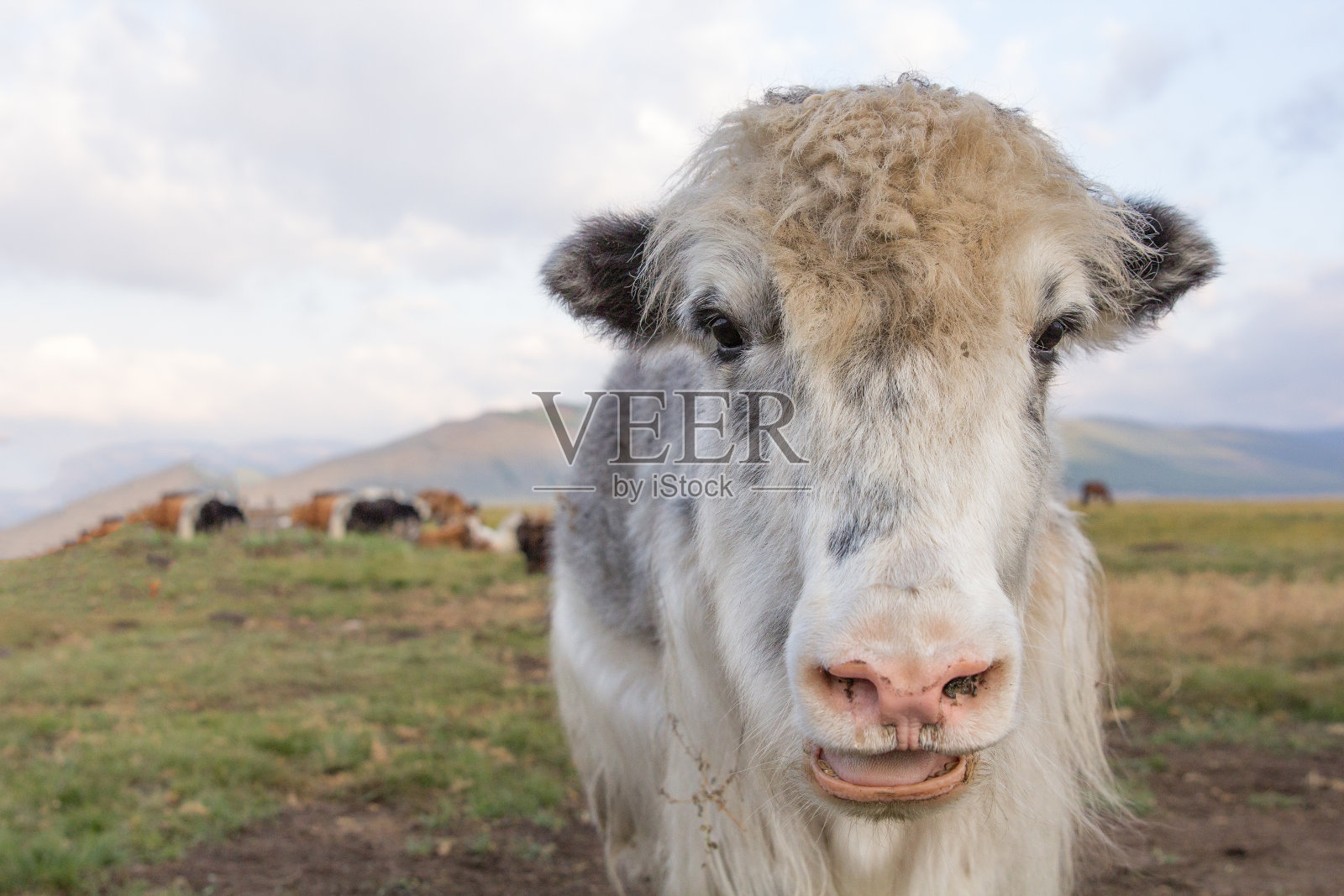 蒙古北部一只成年雌牦牛的肖像。照片摄影图片
