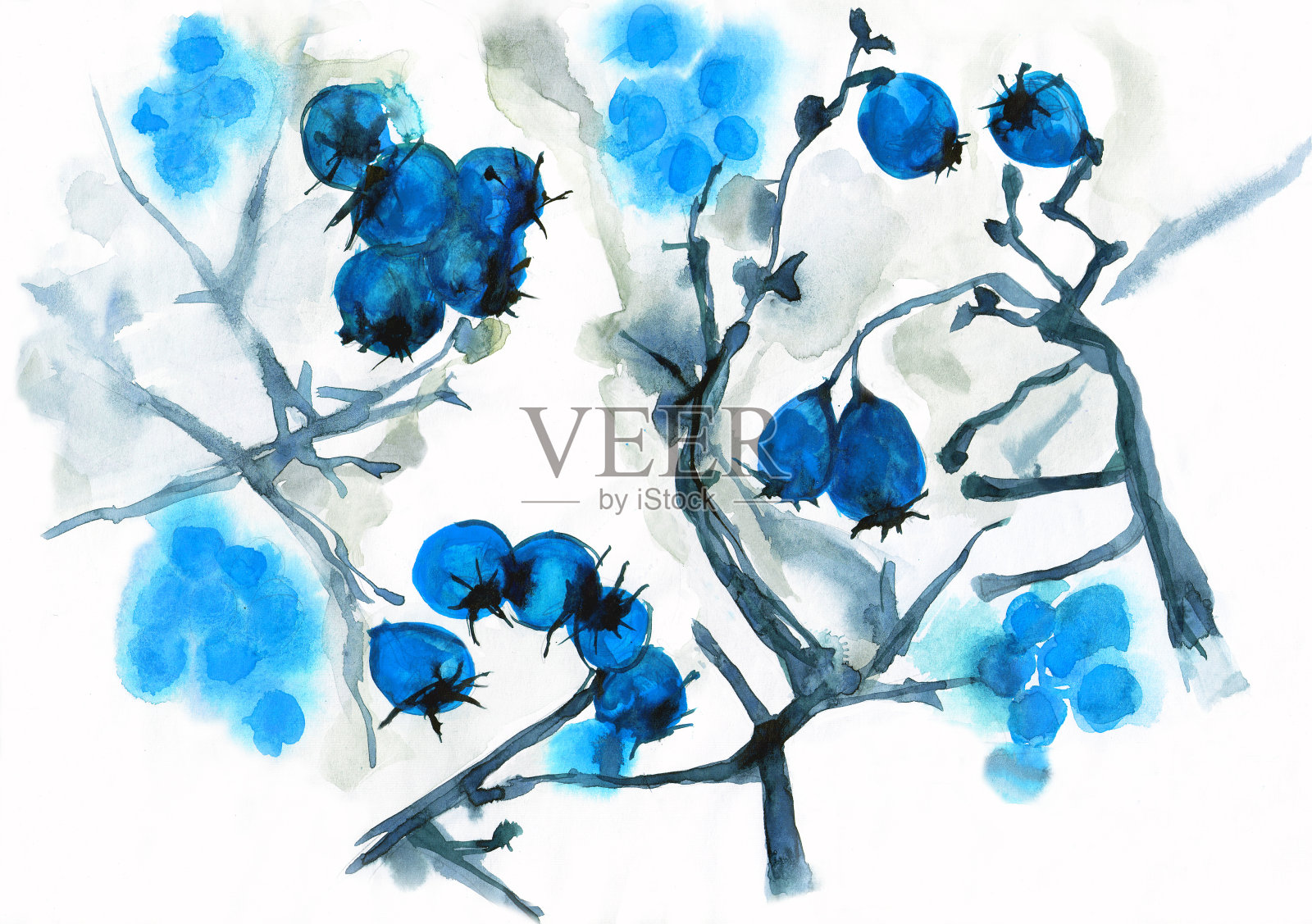 冬青浆果，冬天，素描。说明,蓝色背景插画图片素材