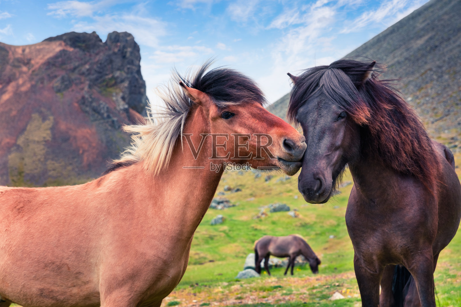 由矮种马发展而来——冰岛马。照片摄影图片
