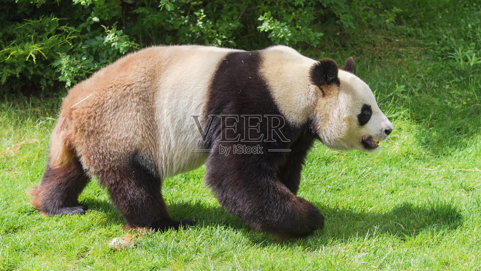 大熊猫，熊猫照片摄影图片