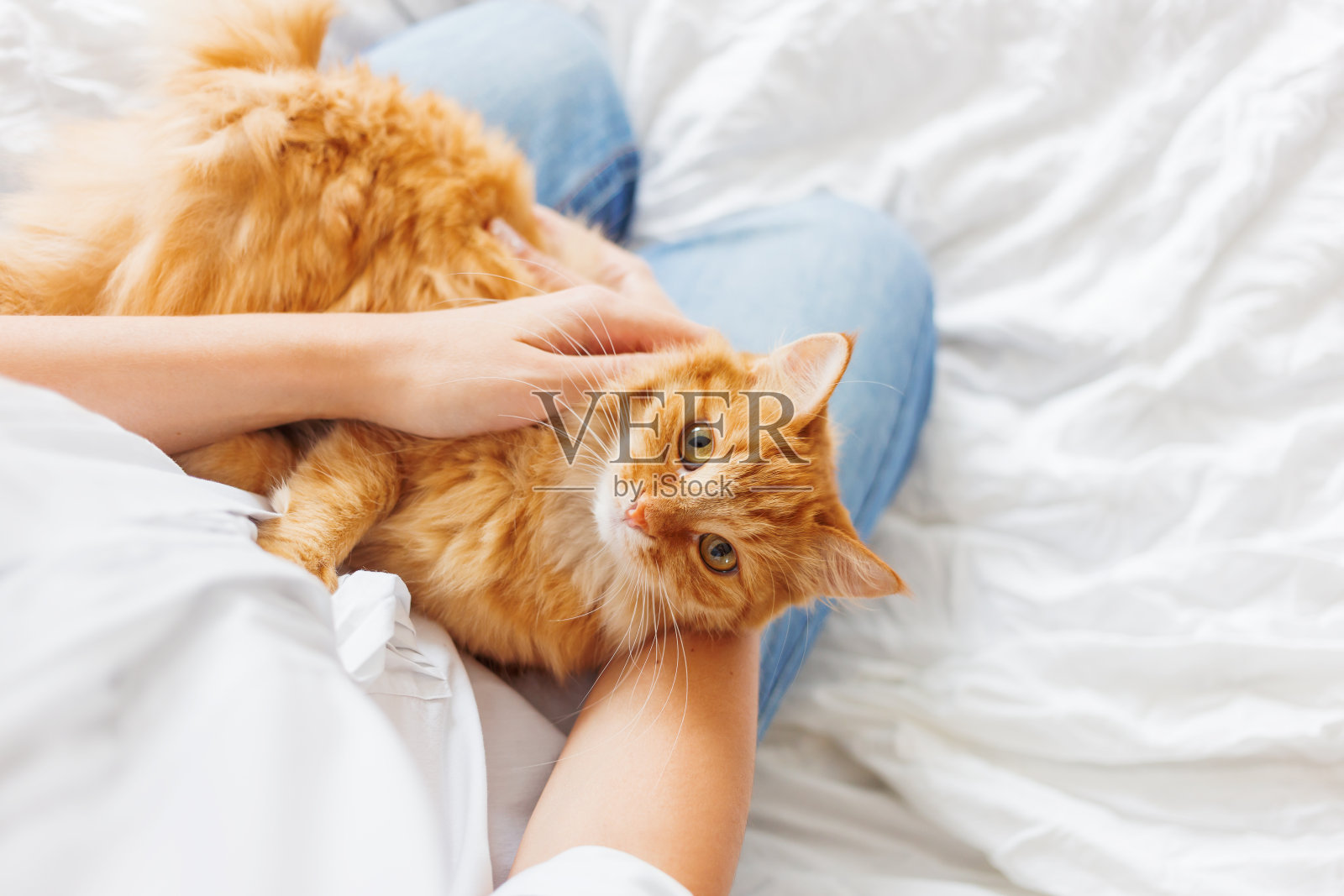 可爱的姜黄色猫躺在女人的手上。这只毛茸茸的宠物舒服地安顿下来睡觉或玩耍。可爱舒适的背景，早上在家睡觉。照片摄影图片