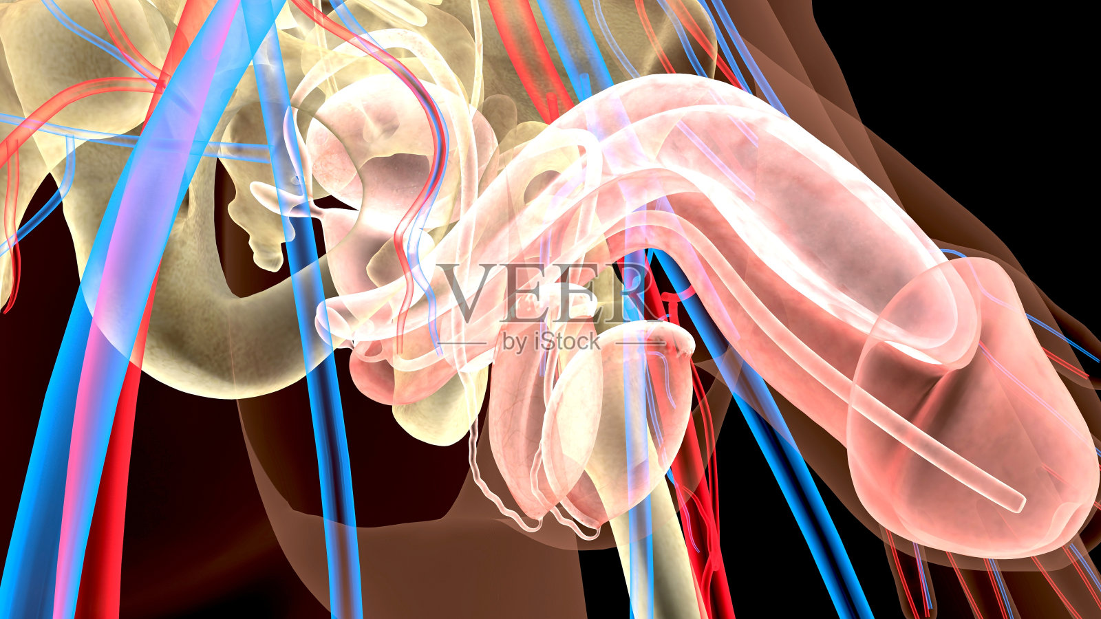 男性泌尿生殖系统图解。三维渲染照片摄影图片