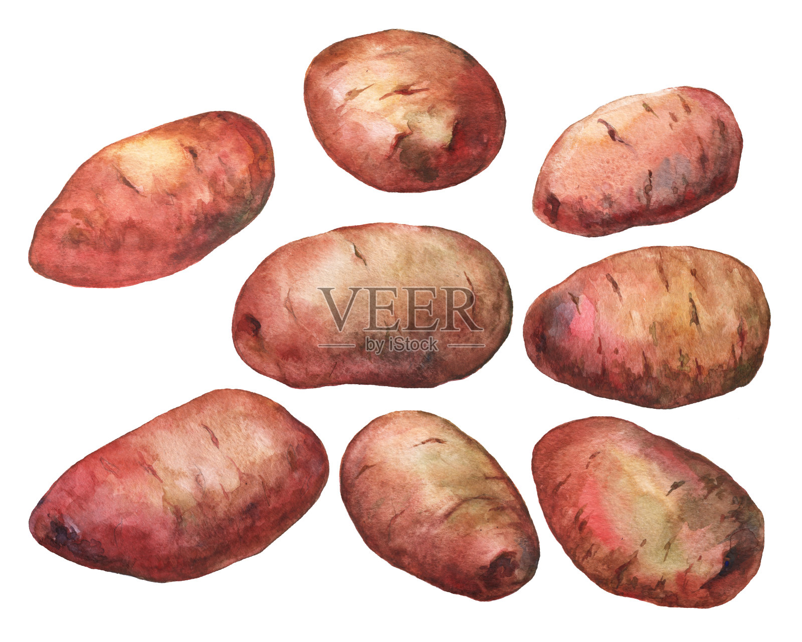 手绘水彩土豆在白色的背景插画图片素材