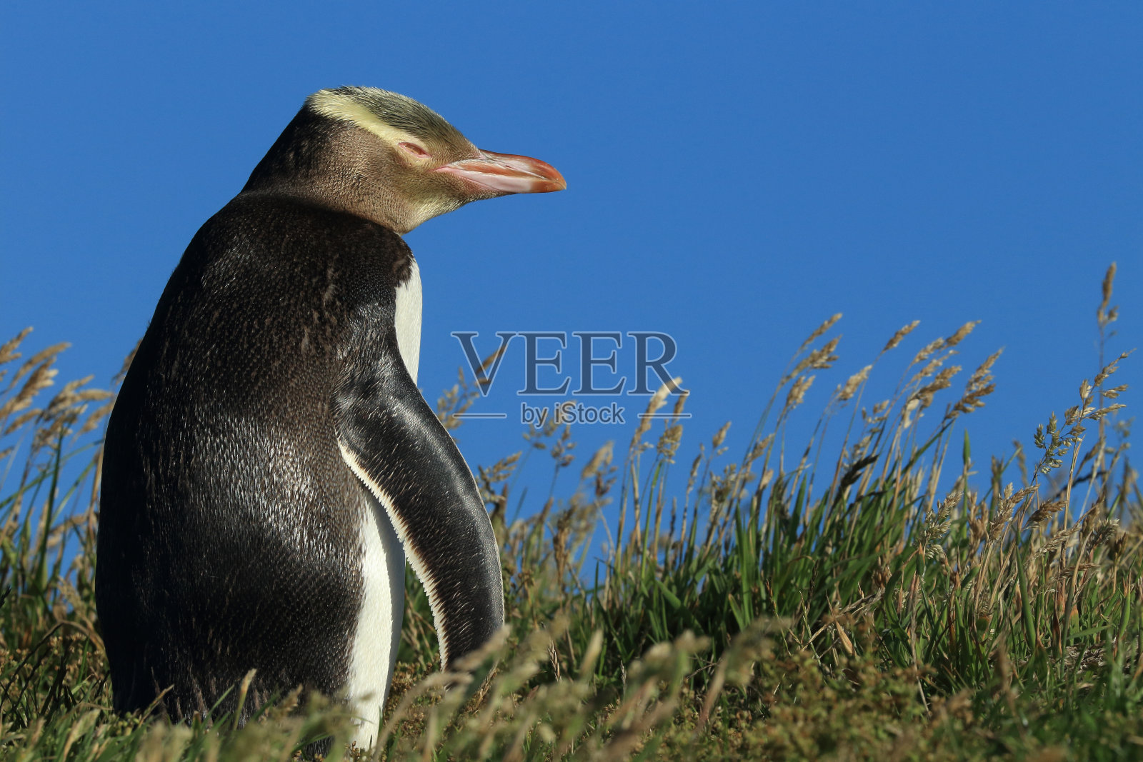 黄眼企鹅新西兰照片摄影图片