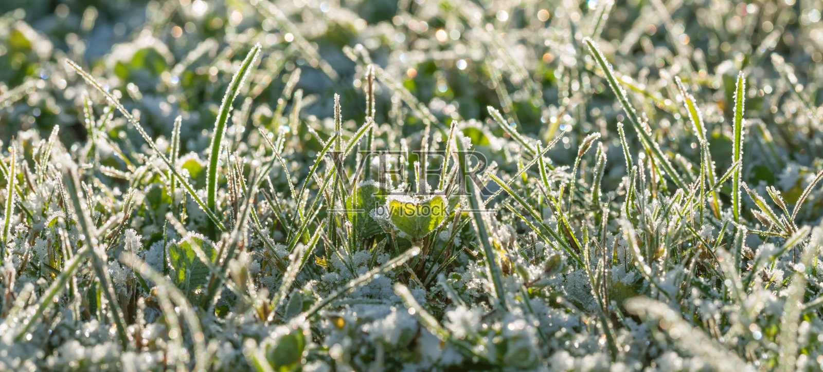 白雪覆盖的草地上的绿草照片摄影图片