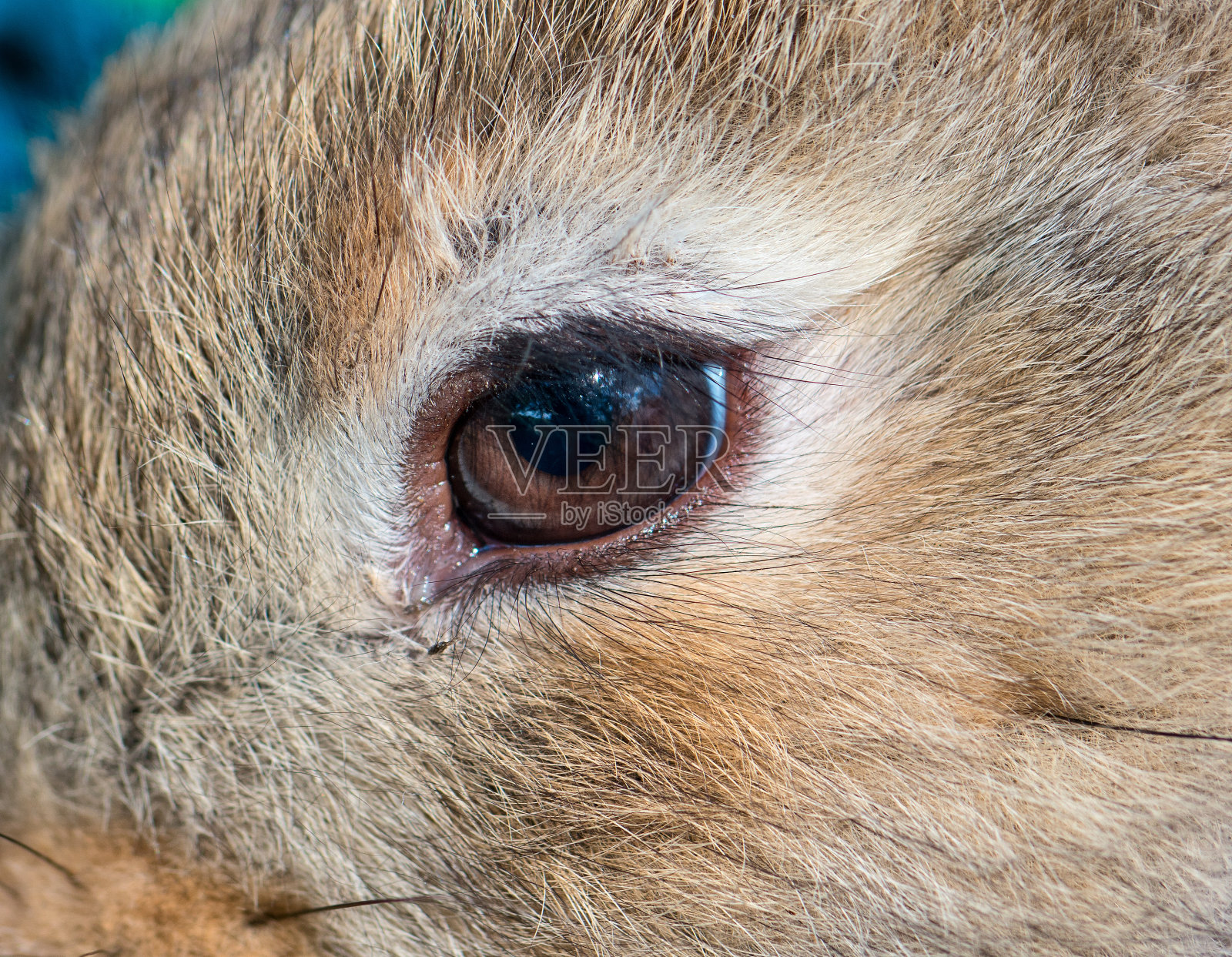 兔子的眼睛特写镜头照片摄影图片