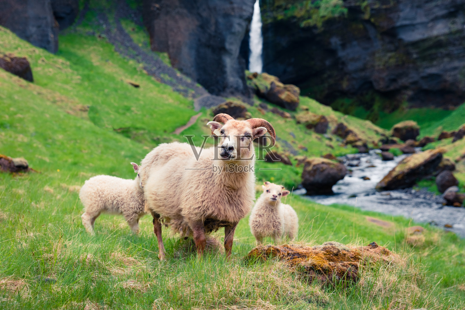绿色草坪上的山羊和两个婴儿。照片摄影图片