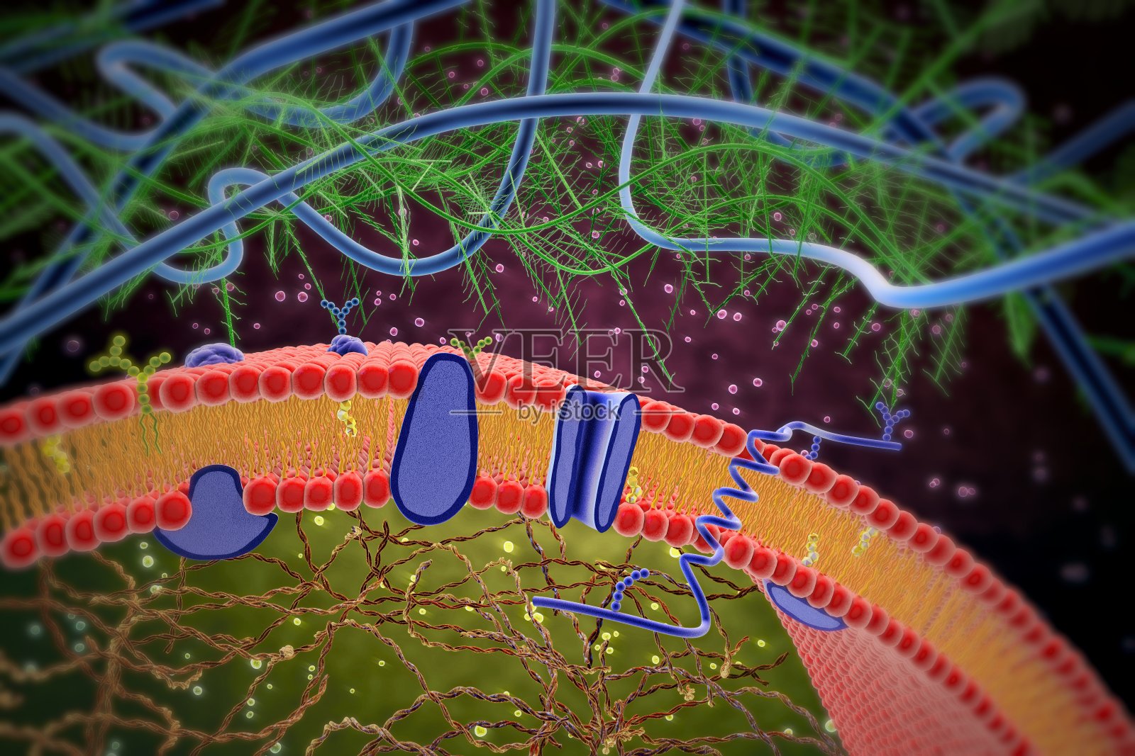 细胞膜和脂质双分子层的三维示意图照片摄影图片