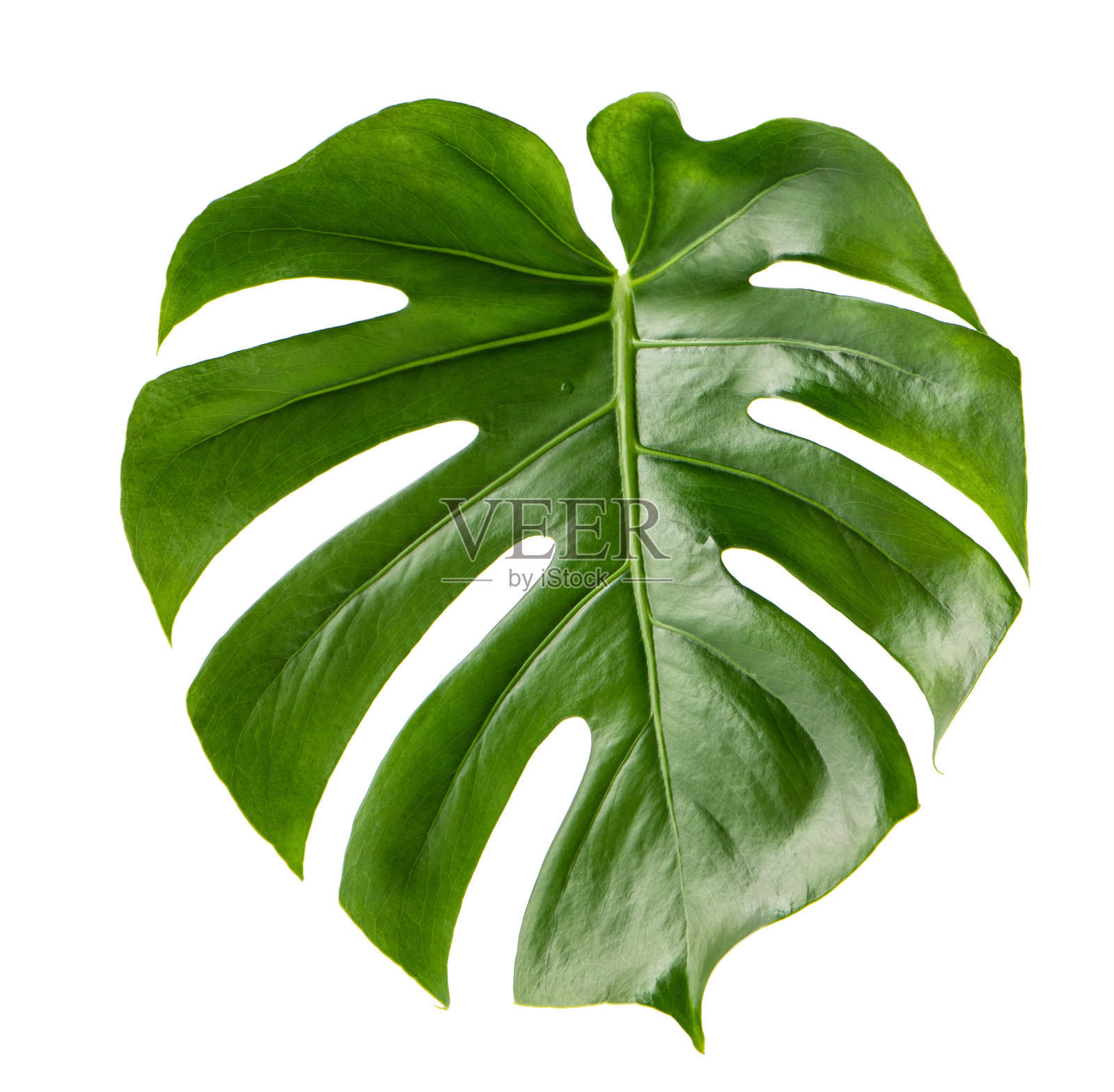 绿叶外来植物怪物孤立白色背景照片摄影图片