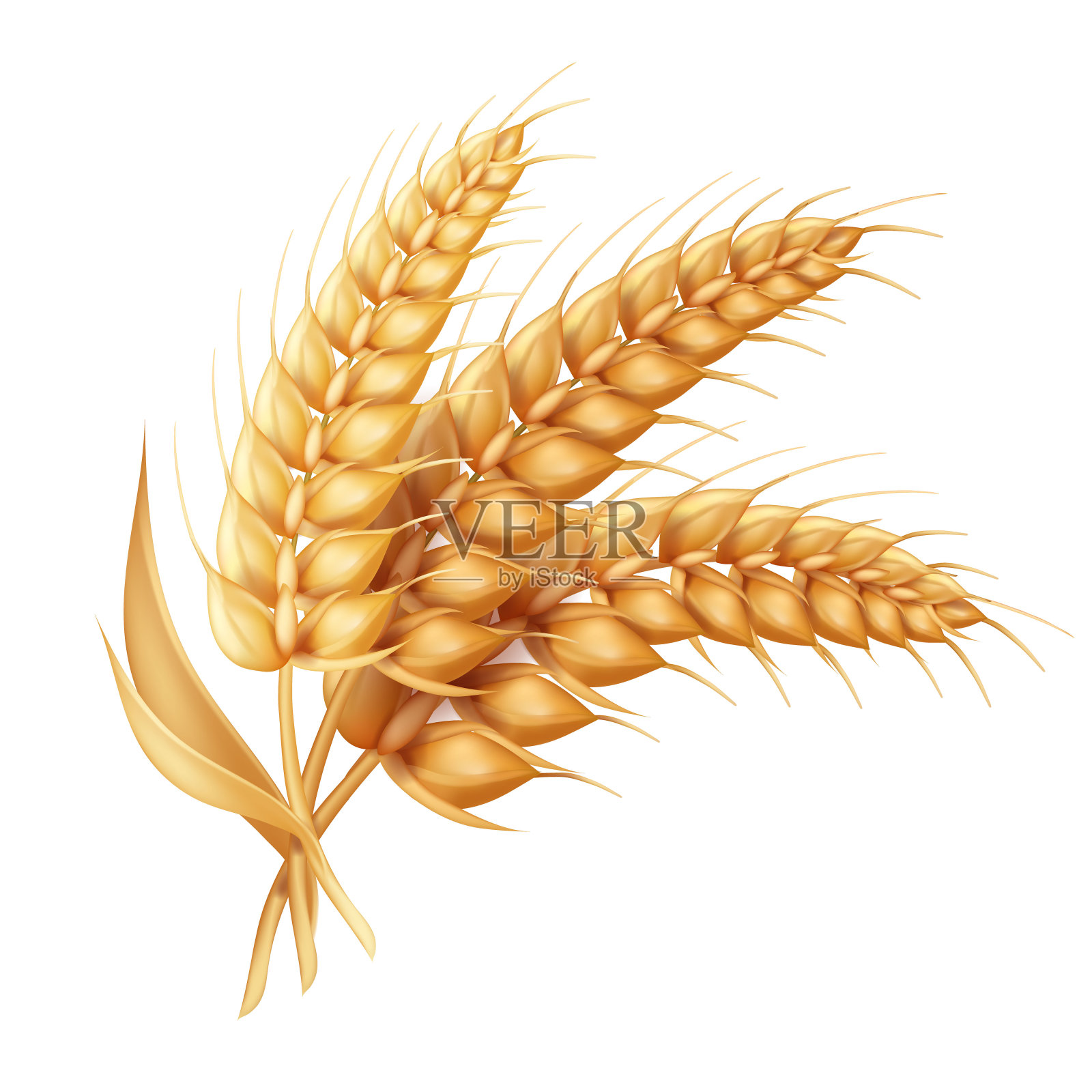 大麦穗与叶逼真孤立。小麦矢量图标设计元素图片
